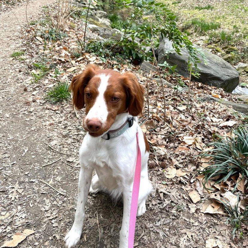 Leashes and Litterboxes Atlanta