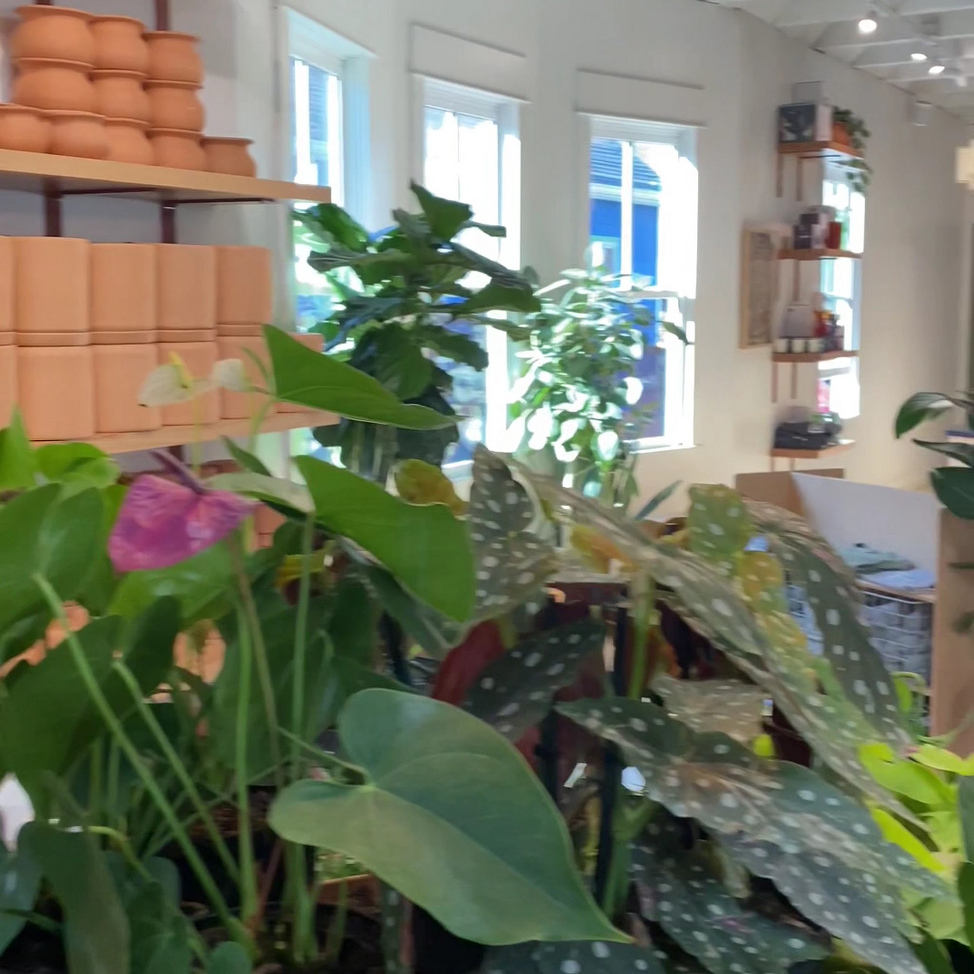 The Victorian Atlanta - Plants + Coffee 1336 Glenwood Ave SE, Atlanta