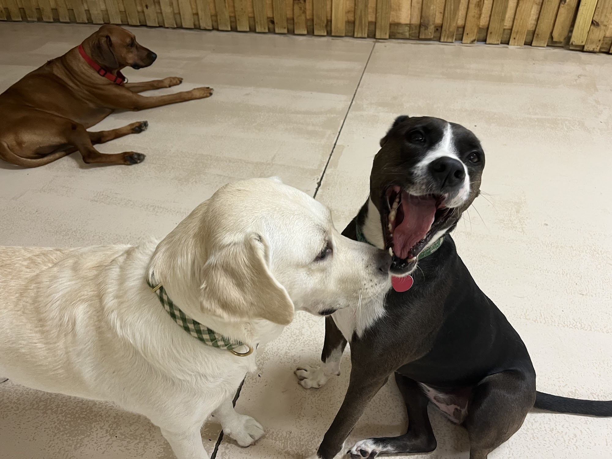 The Animal House Augusta