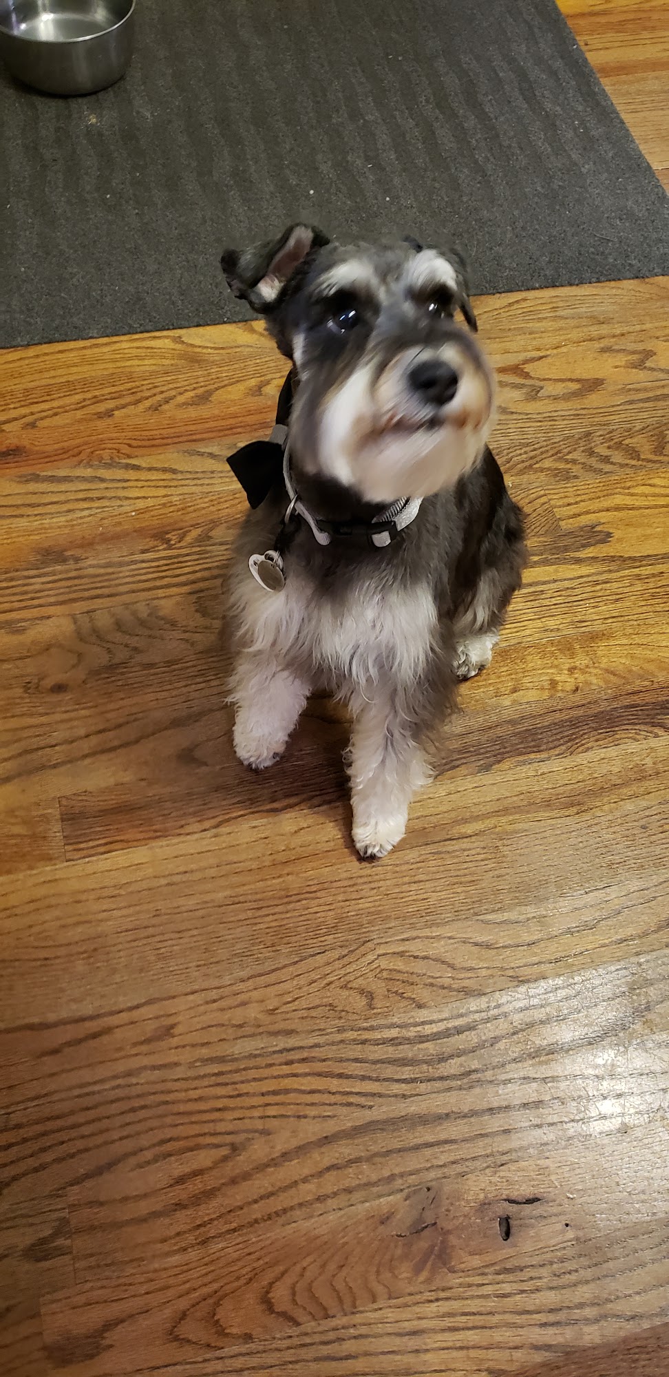 Affectionate Pet Parlor Augusta