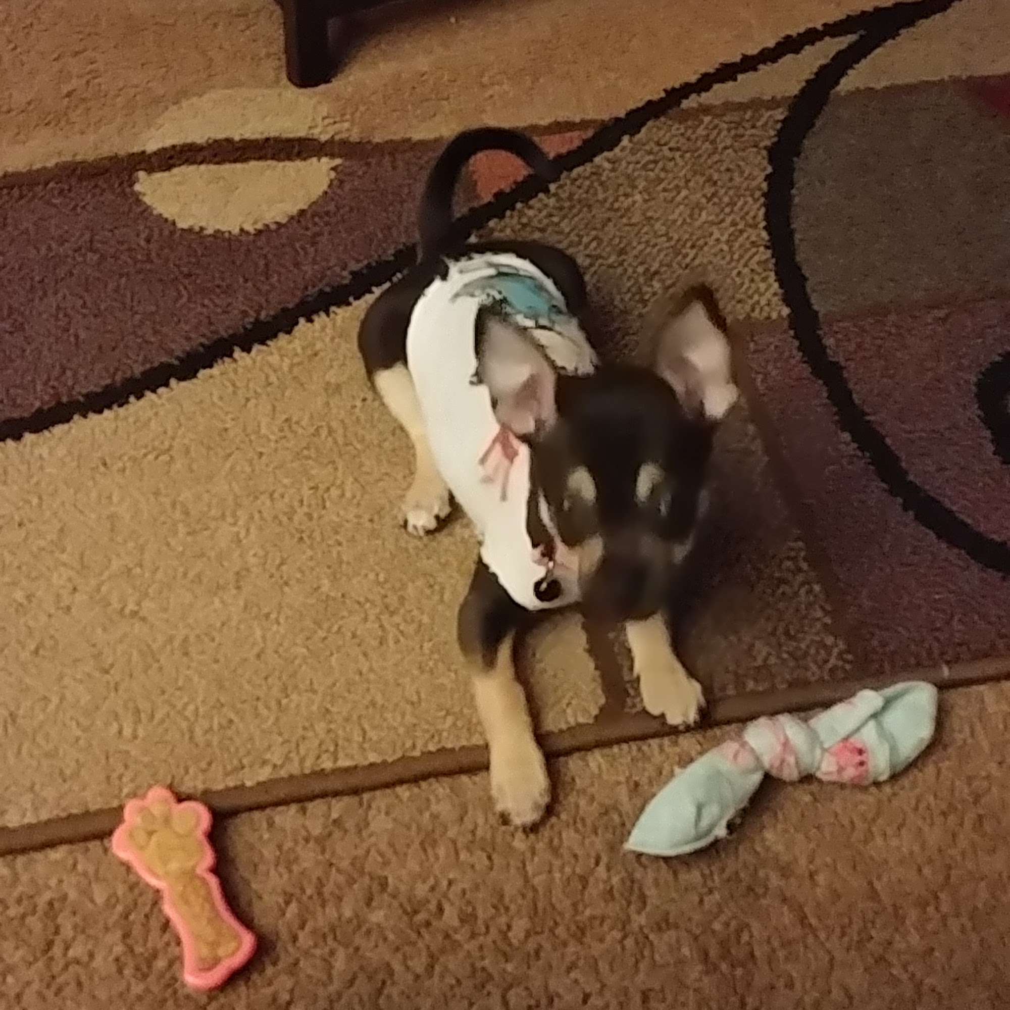 All God's Creatures Veterinary Hospital Augusta