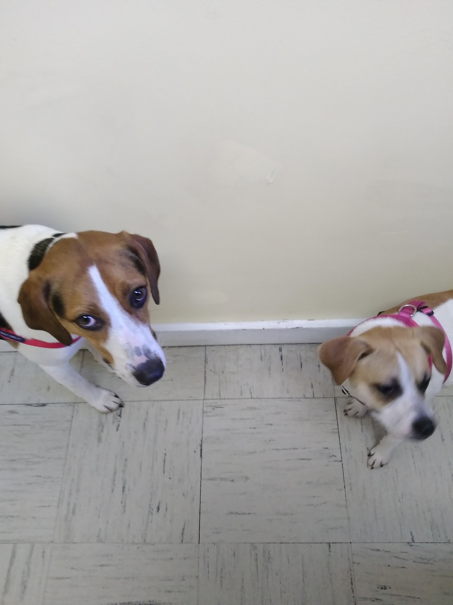 Paradise Animal Hospital Augusta