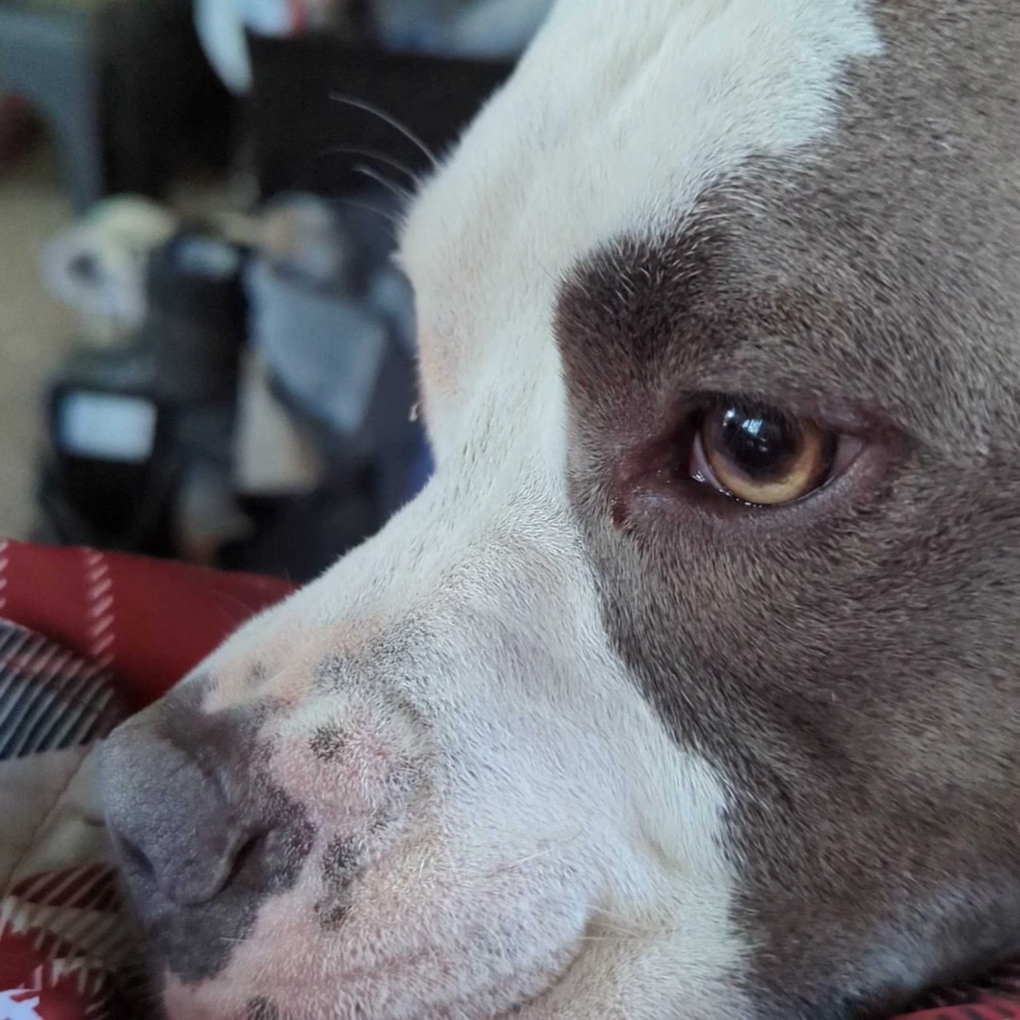 Highland Animal Hospital Augusta