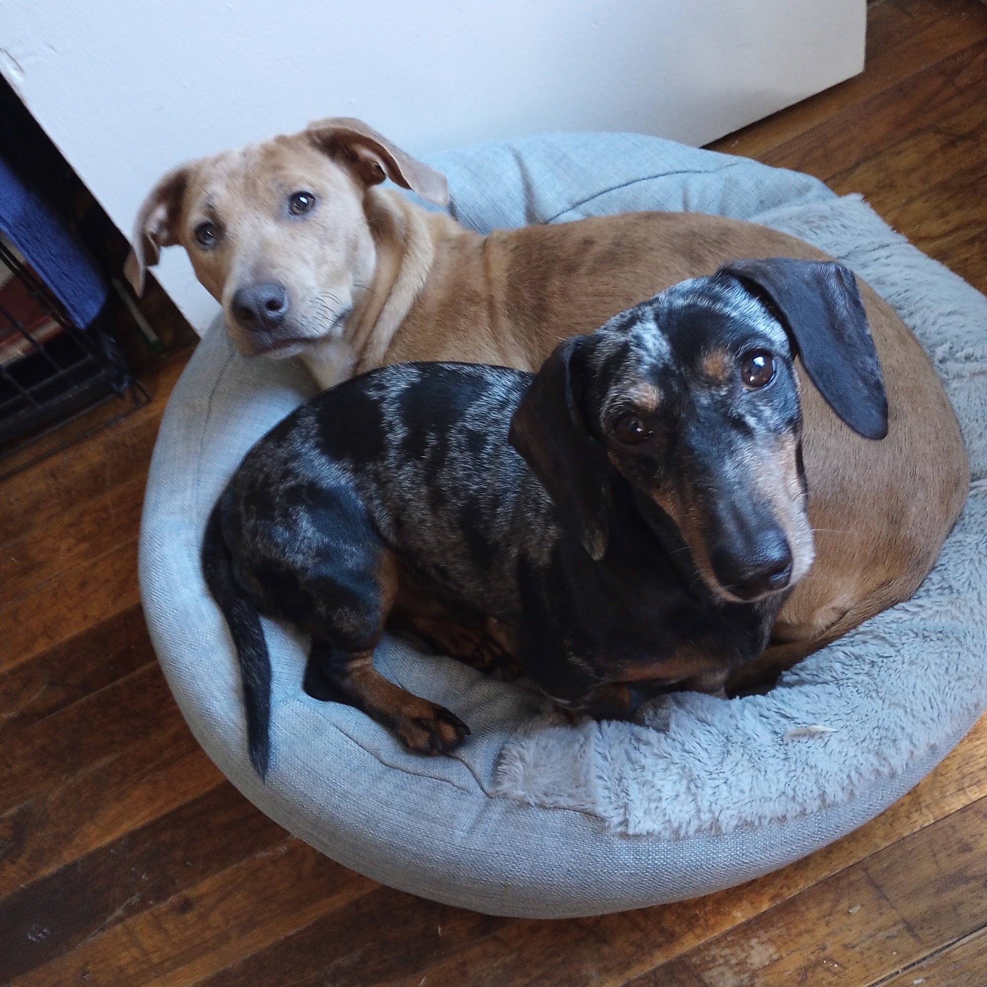 Walton Way Veterinary Clinic: Vann Jennifer DVM Augusta