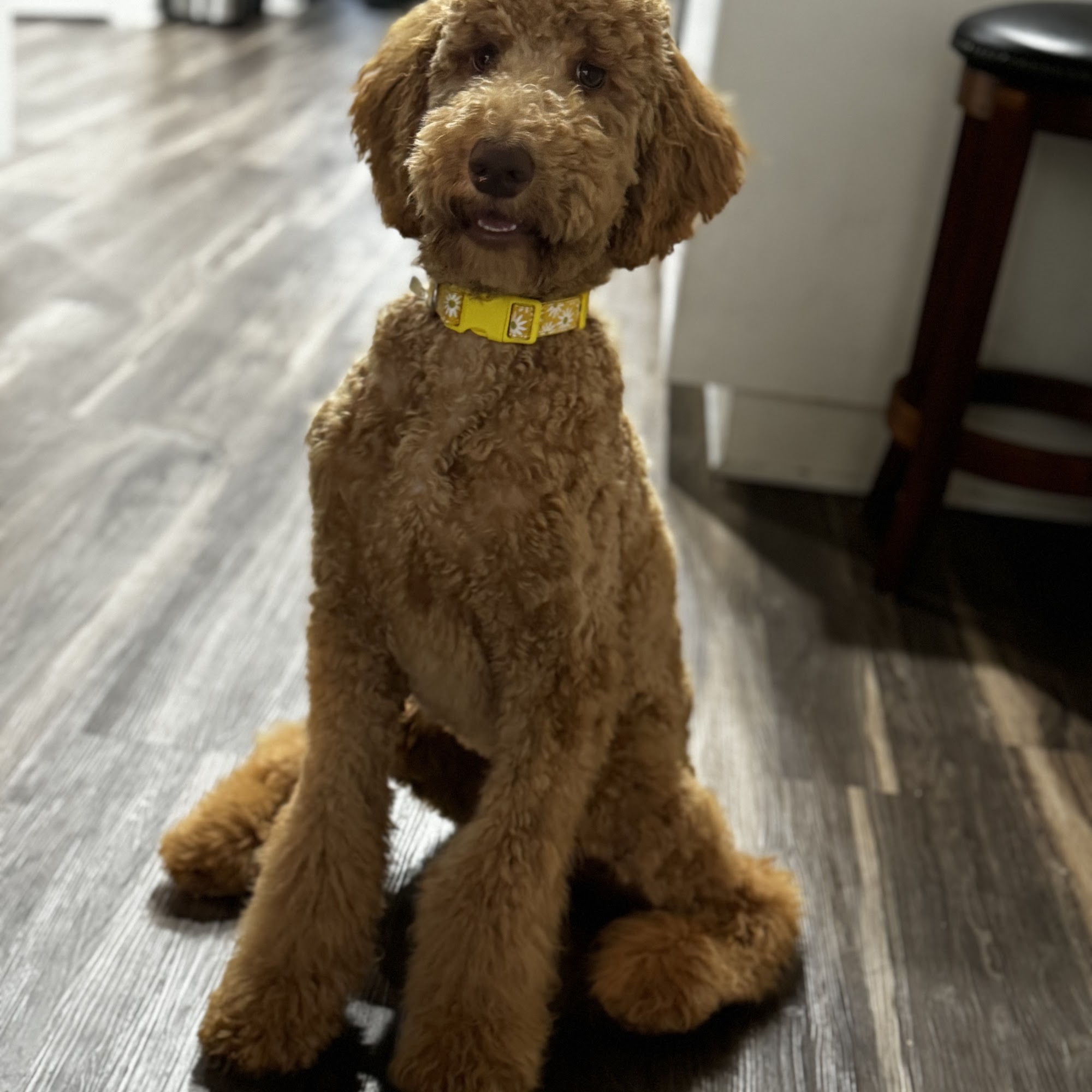 Animal Boutique Augusta