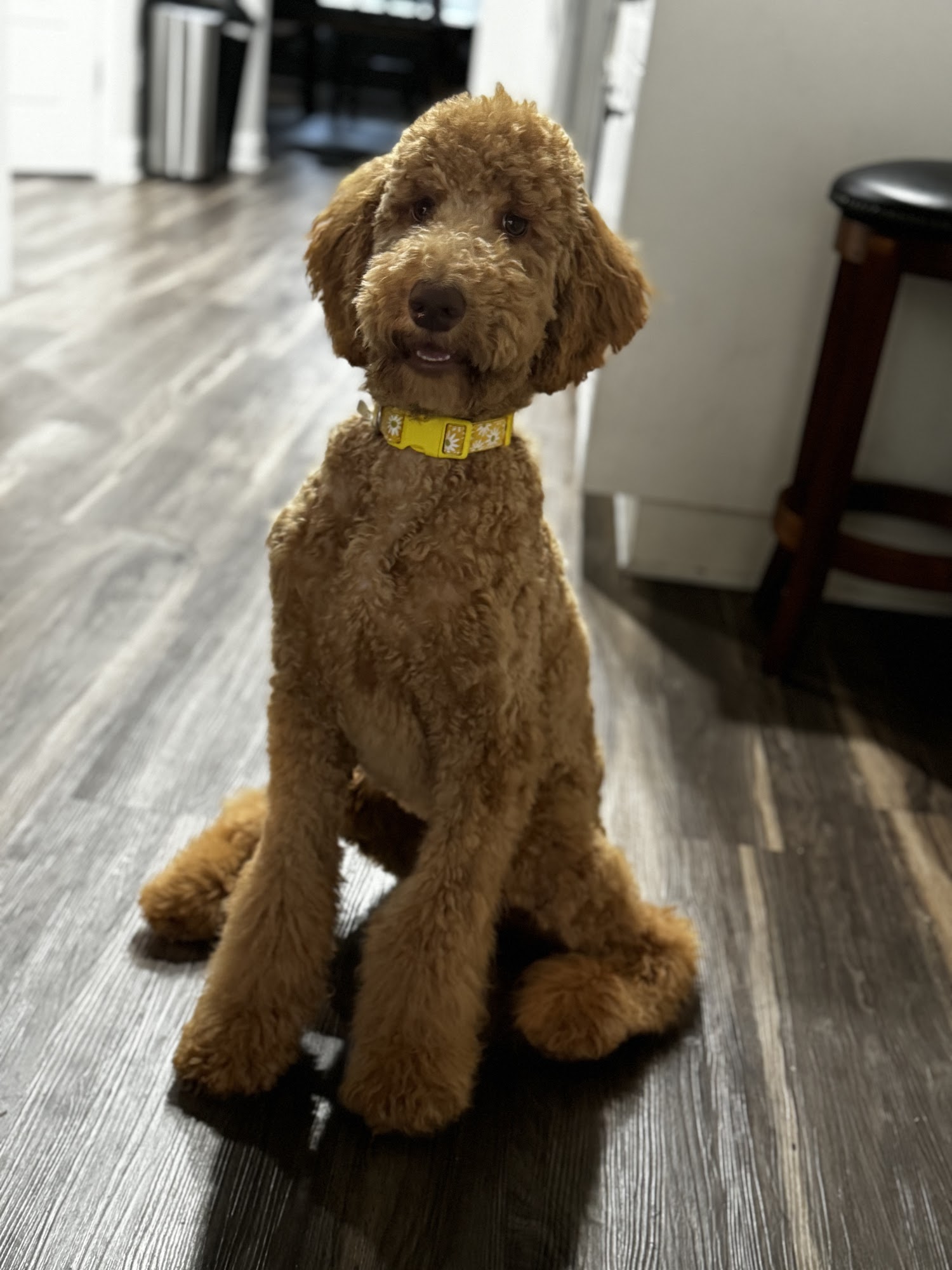 Animal Boutique Augusta