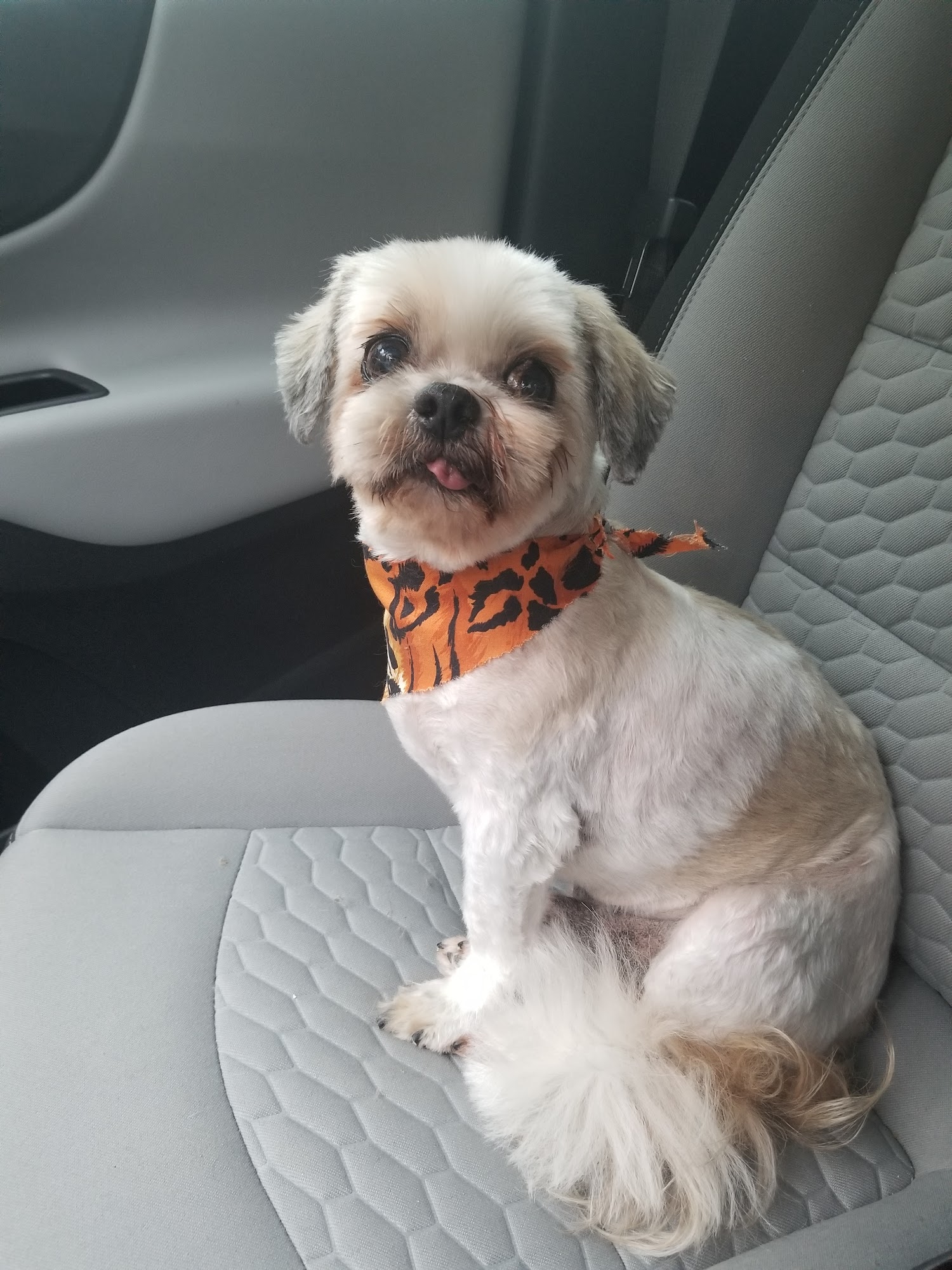 D'Tails Pet Grooming Augusta