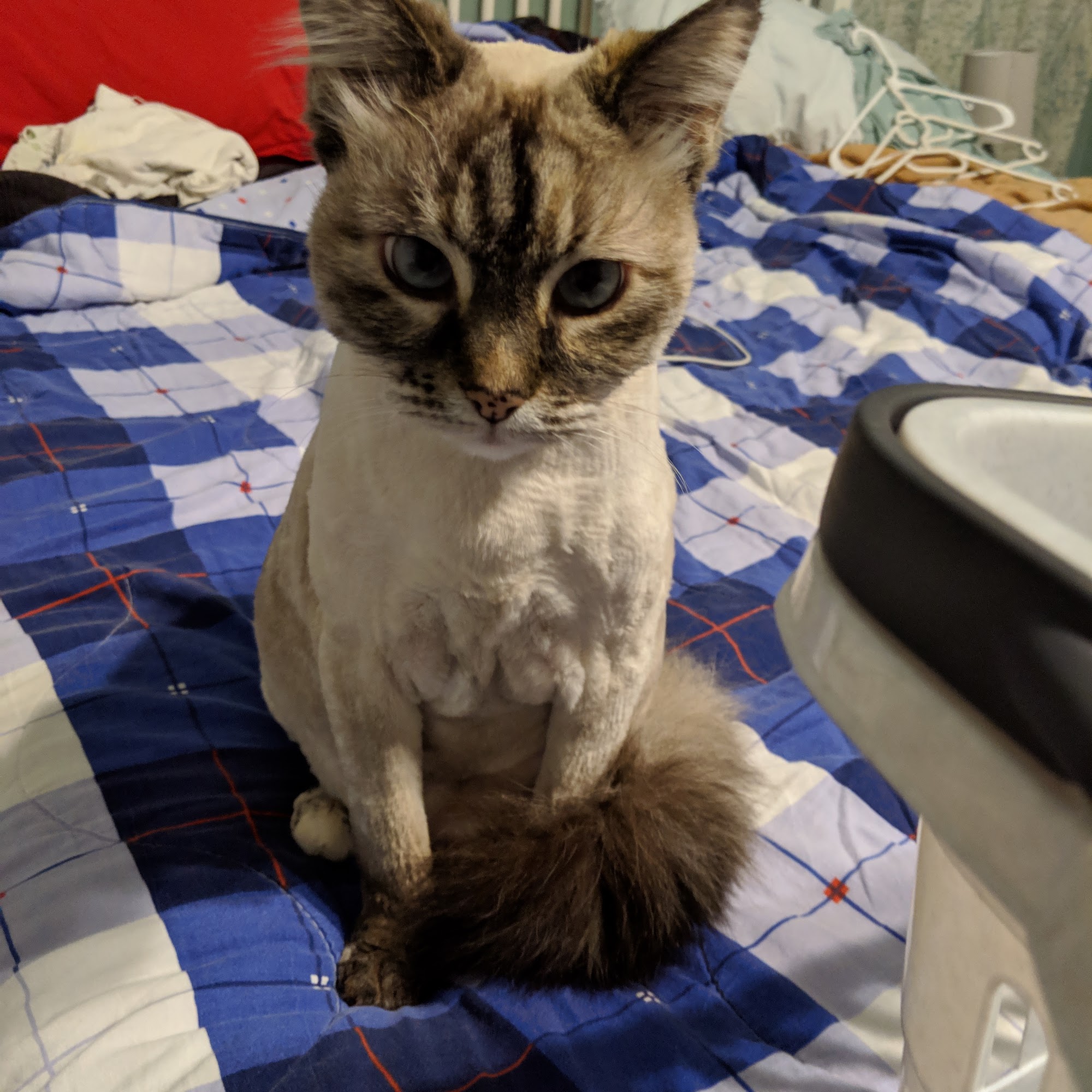 D'Tails Pet Grooming Augusta