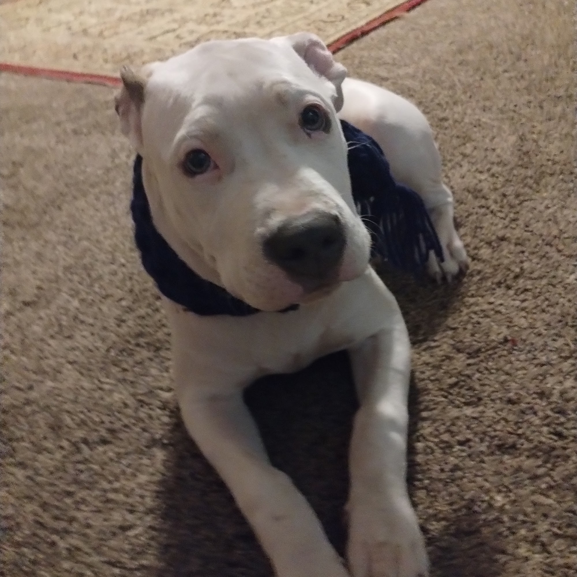 CSRA Humane Society Augusta