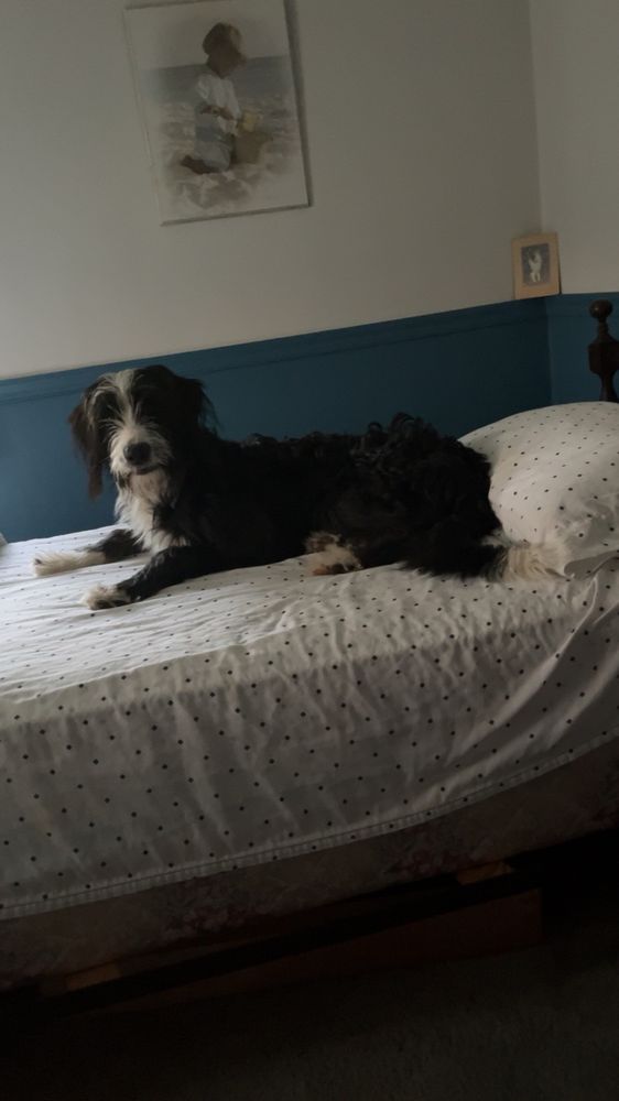 Mary's Grooming Station Augusta