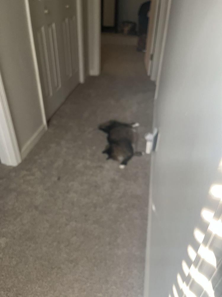 A+ Pets & Plants Augusta