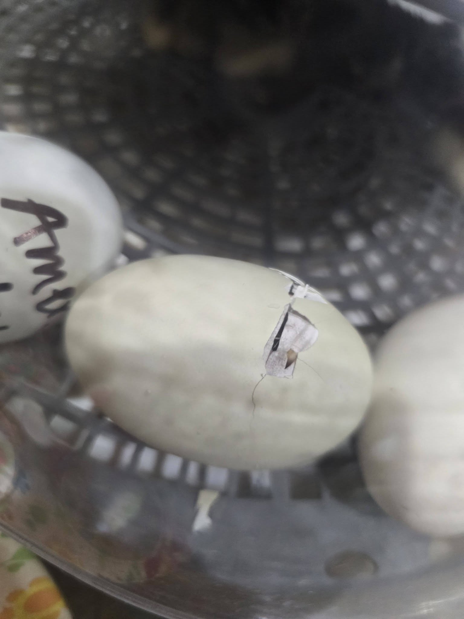 Jennifer Ramey Real Estate Consultant