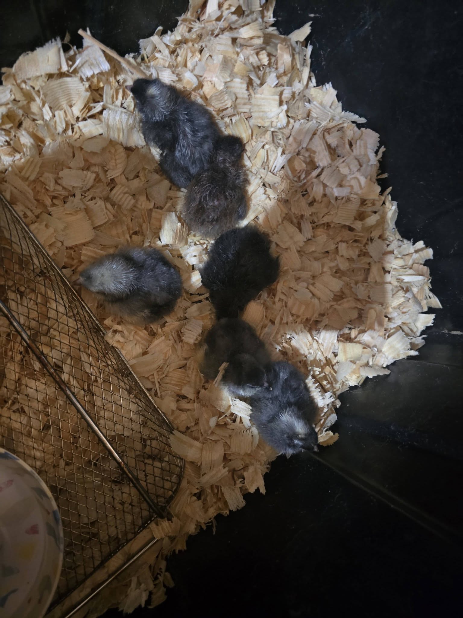 Jennifer Ramey Real Estate Consultant