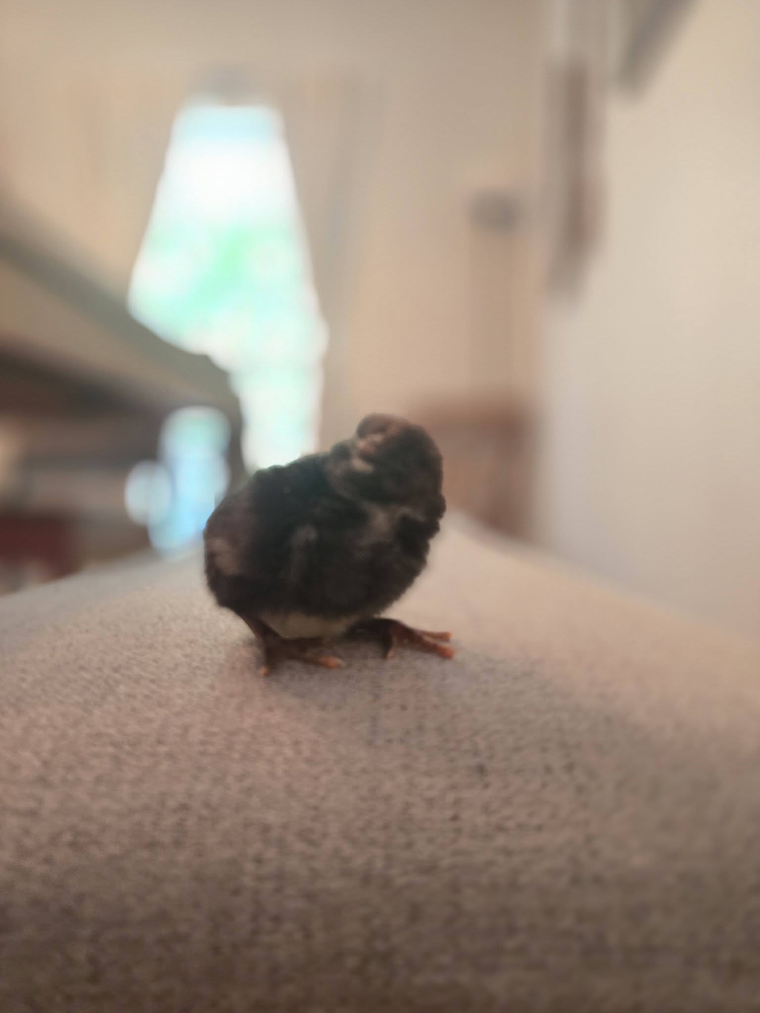 Jennifer Ramey Real Estate Consultant