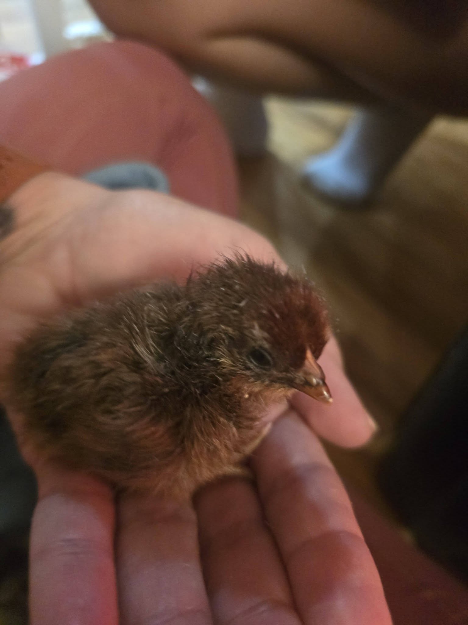 Jennifer Ramey Real Estate Consultant