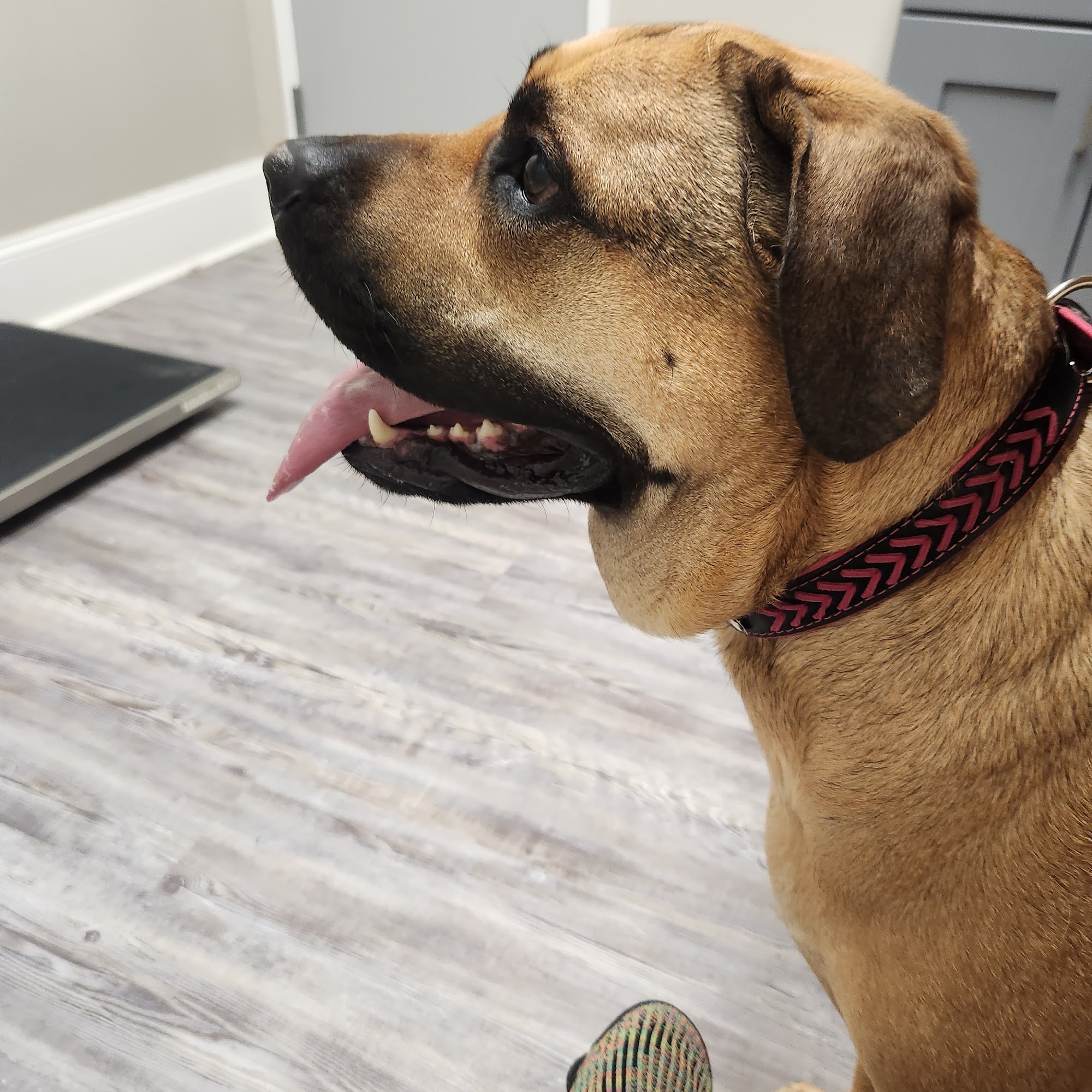 Bullard Animal Hospital Austell