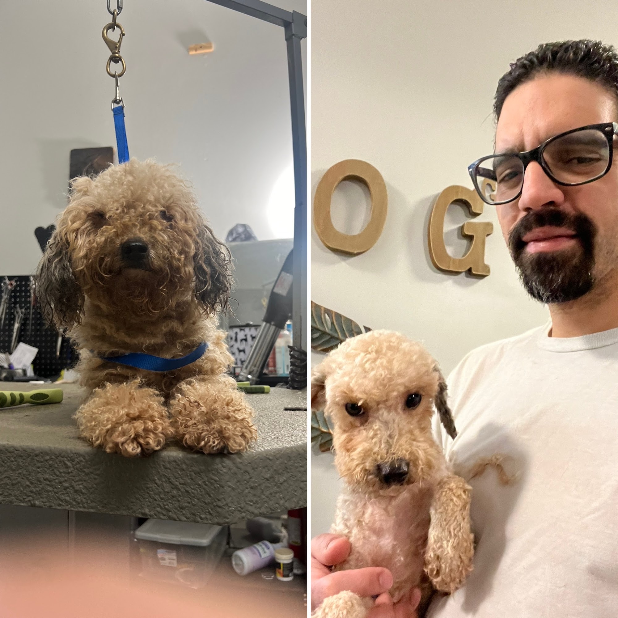 DogFeathers Avondale Estates