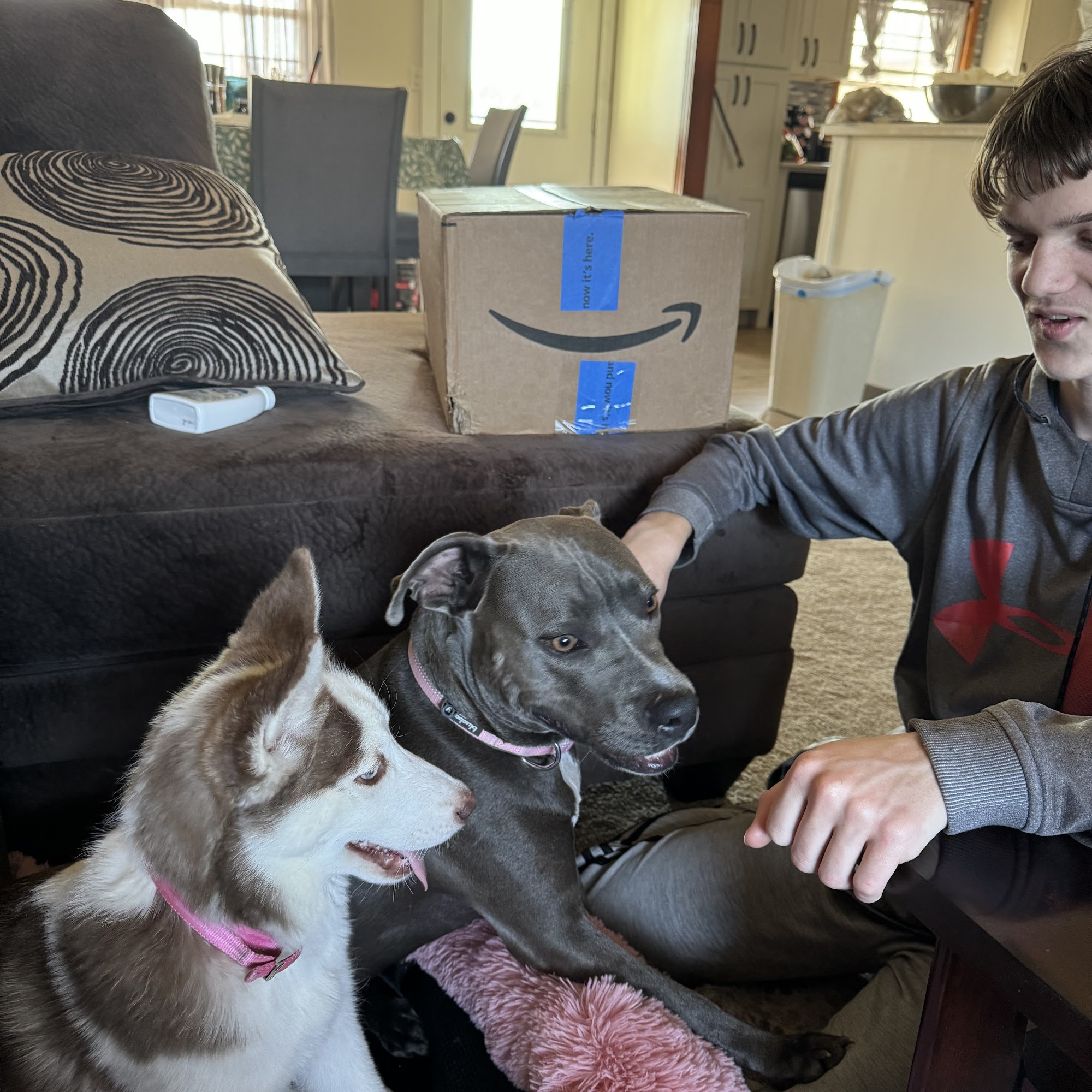 Port City Animal Hospital Bainbridge