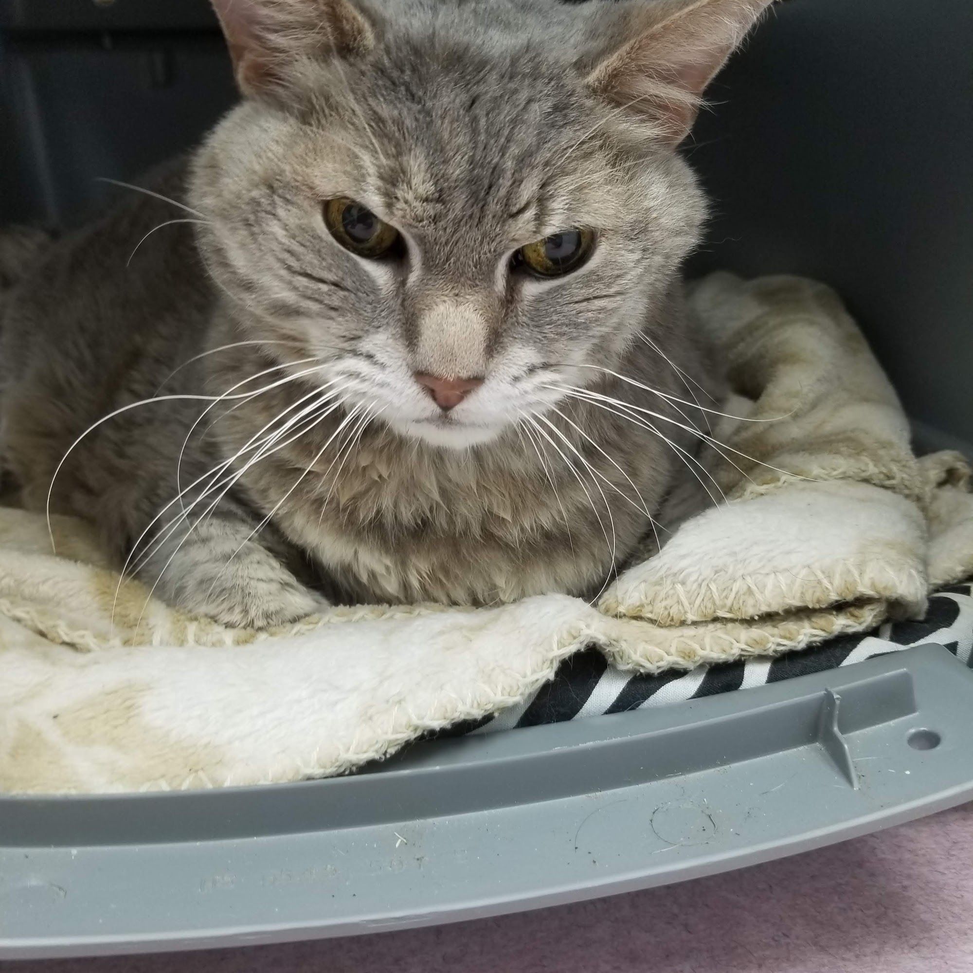 Ball Ground Animal Hospital Ball Ground