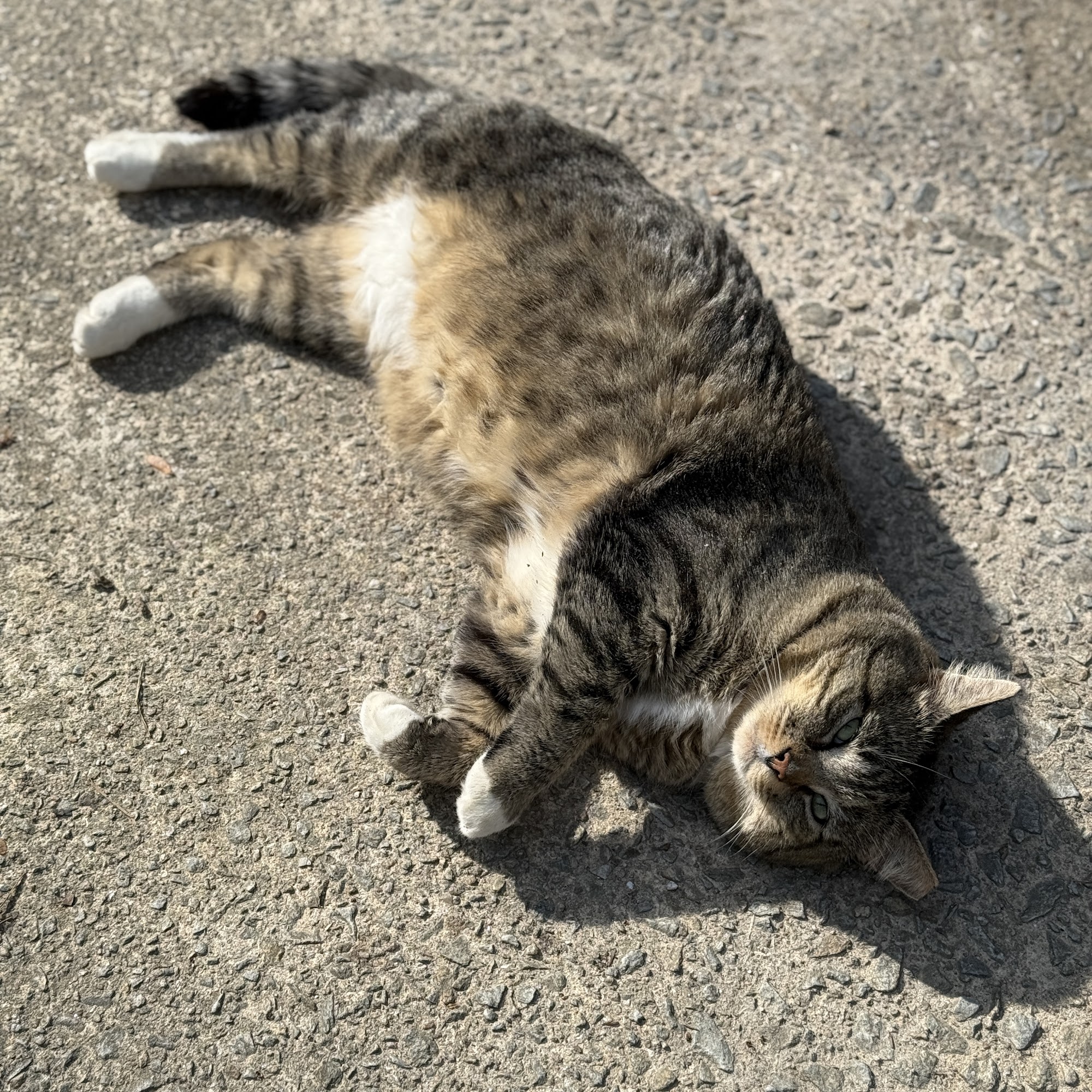 Bethlehem Veterinary Hospital Bethlehem