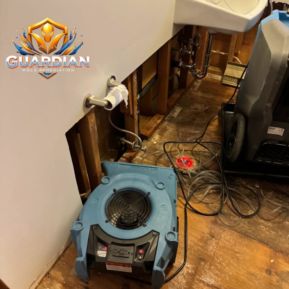 Winder Mold Removal Experts