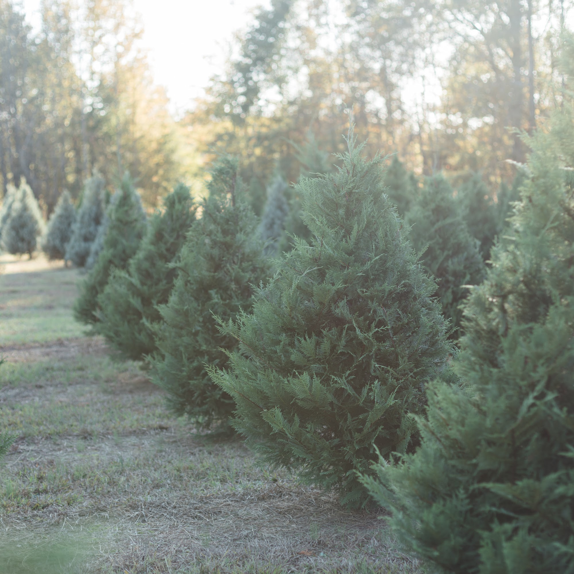 Greenbriar Creek Farm Bishop