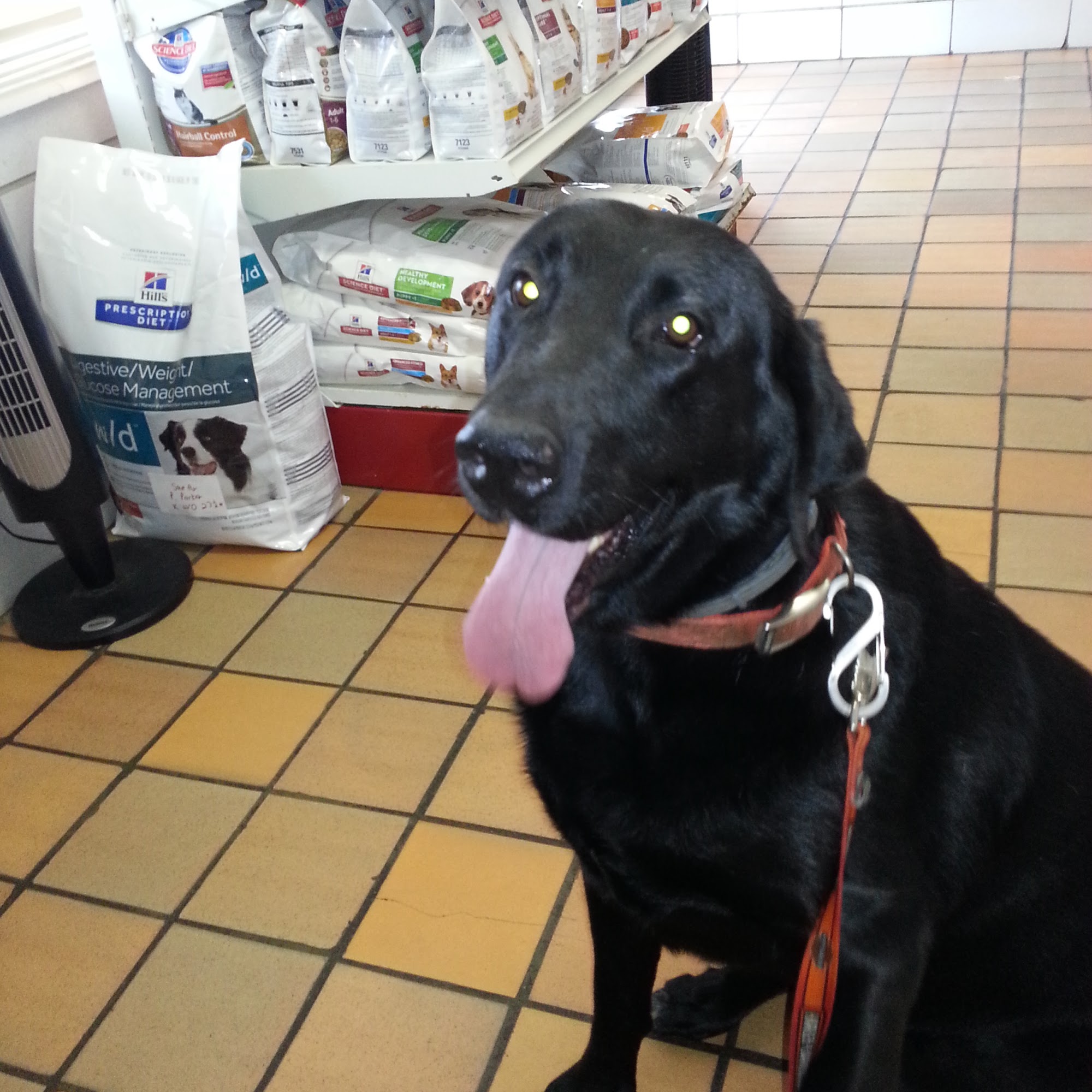 Kimbrell Casey K DVM Blackshear