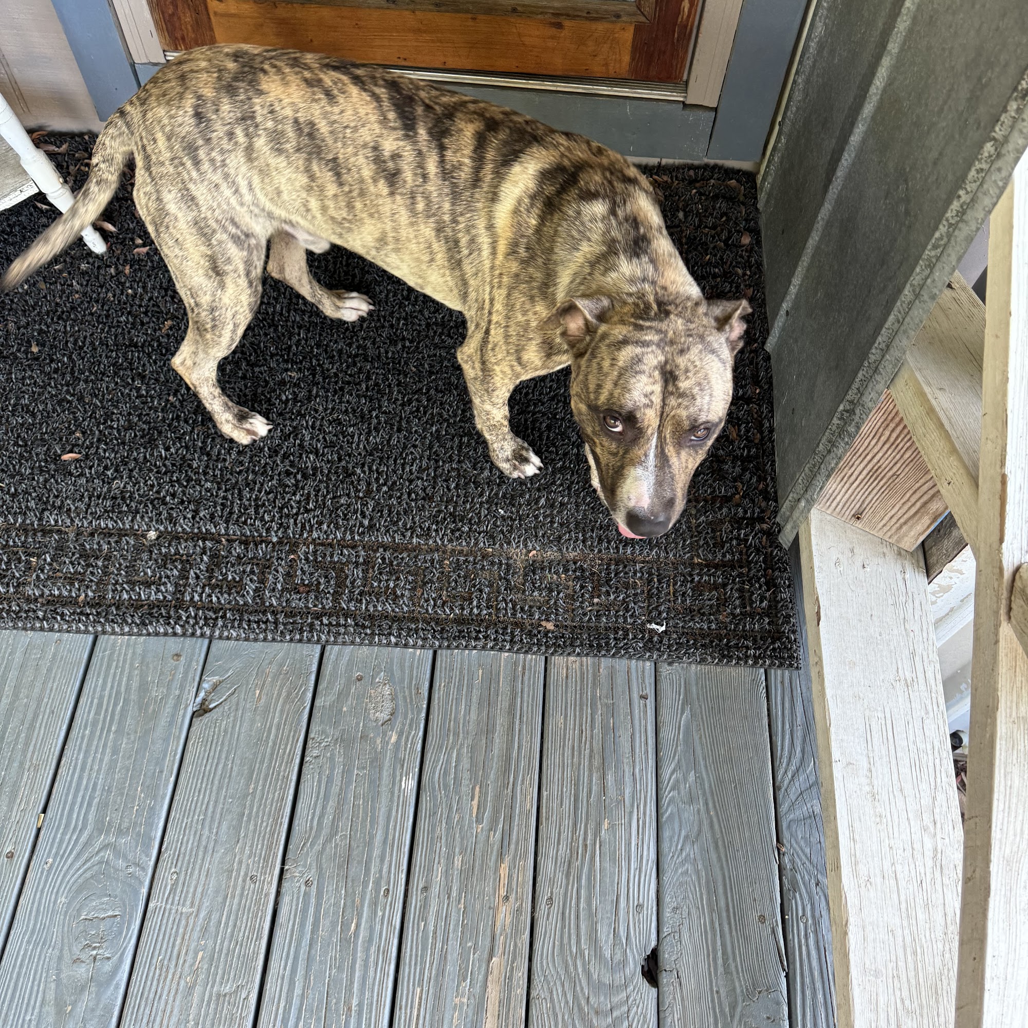 Allmons All About Animals Inc Blackshear