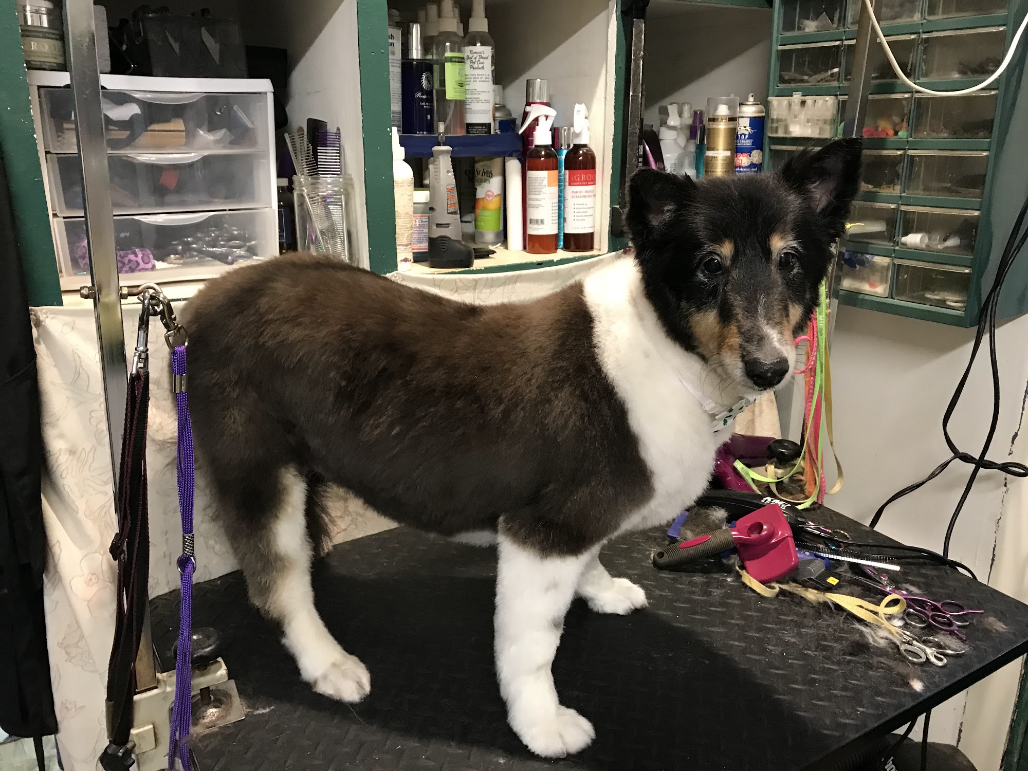 Just One of the Family Pet Boarding & Grooming Blairsville