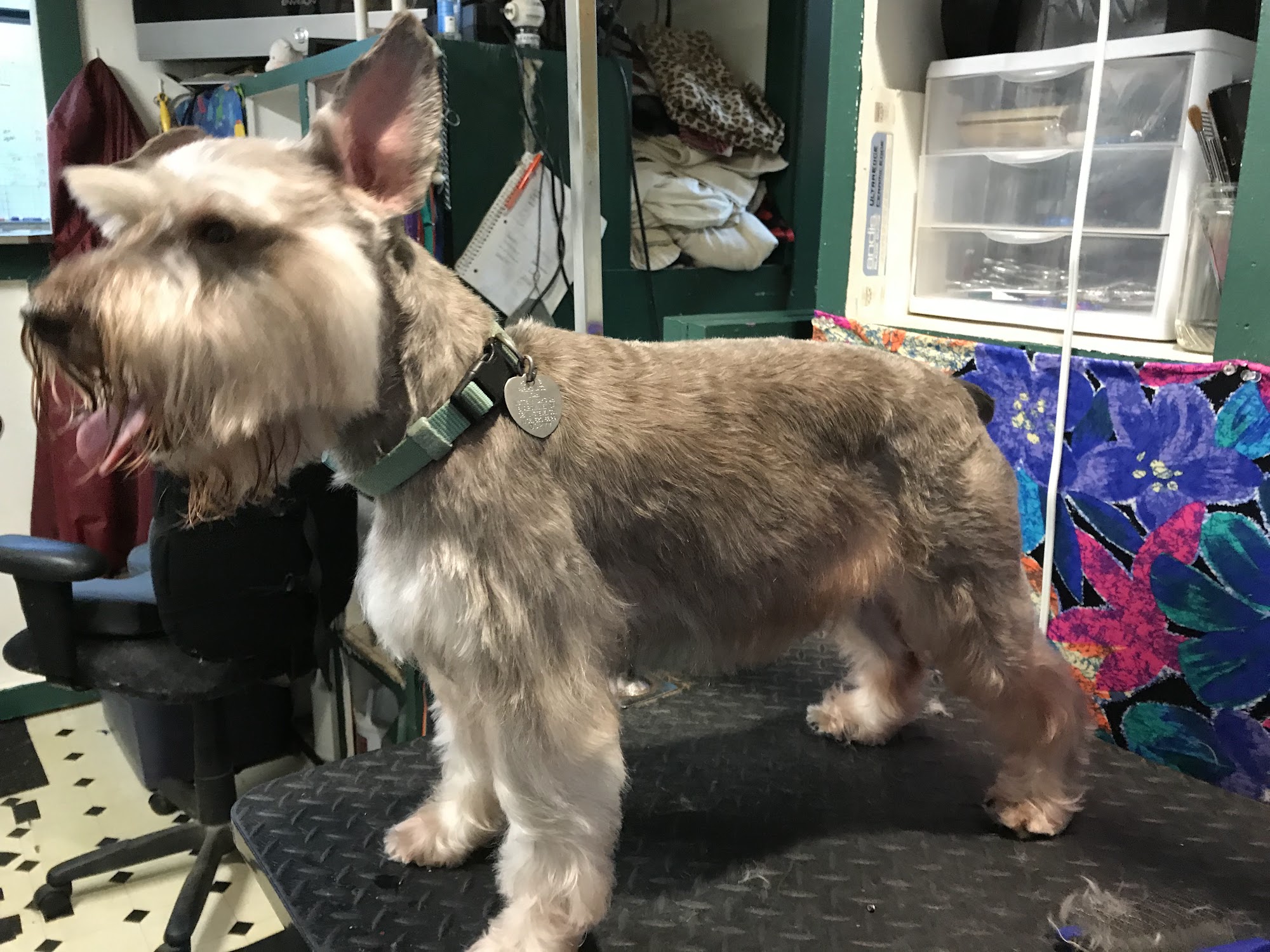 Just One of the Family Pet Boarding & Grooming Blairsville