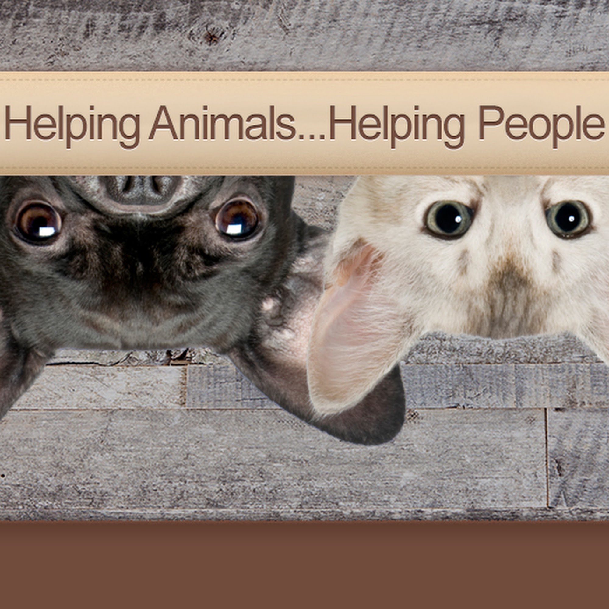 Faulkville Animal Hospital Bloomingdale