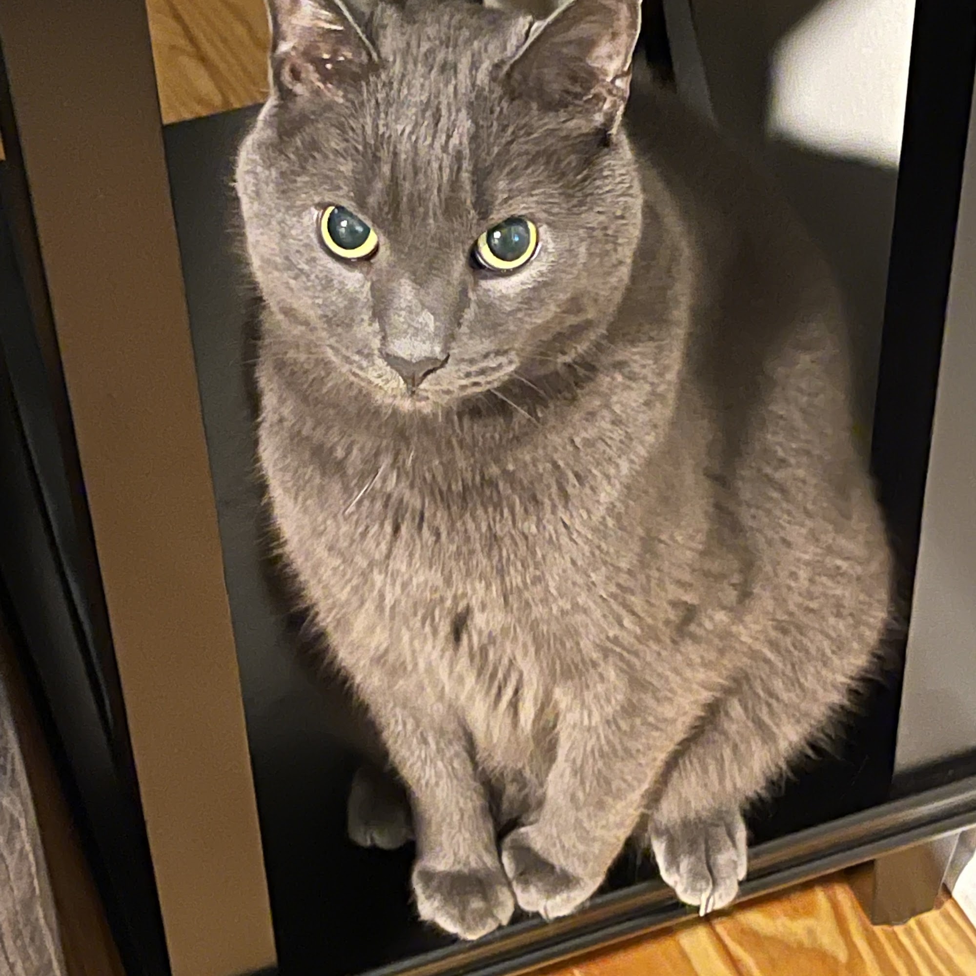 Ocoee Animal Hospital Blue Ridge