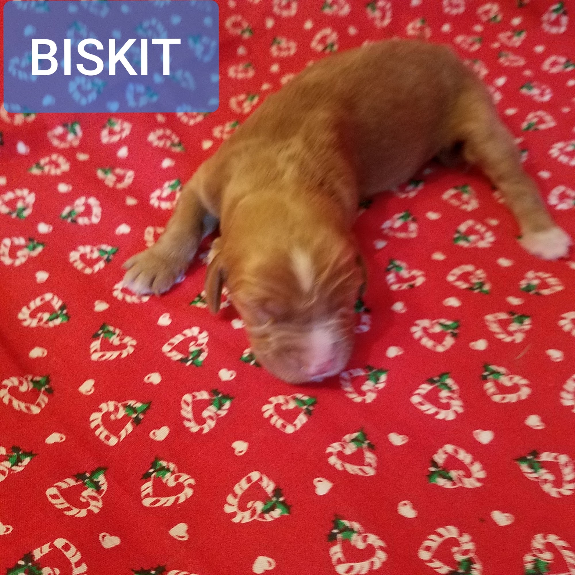 TUCKERS DOODLES AND POODLES