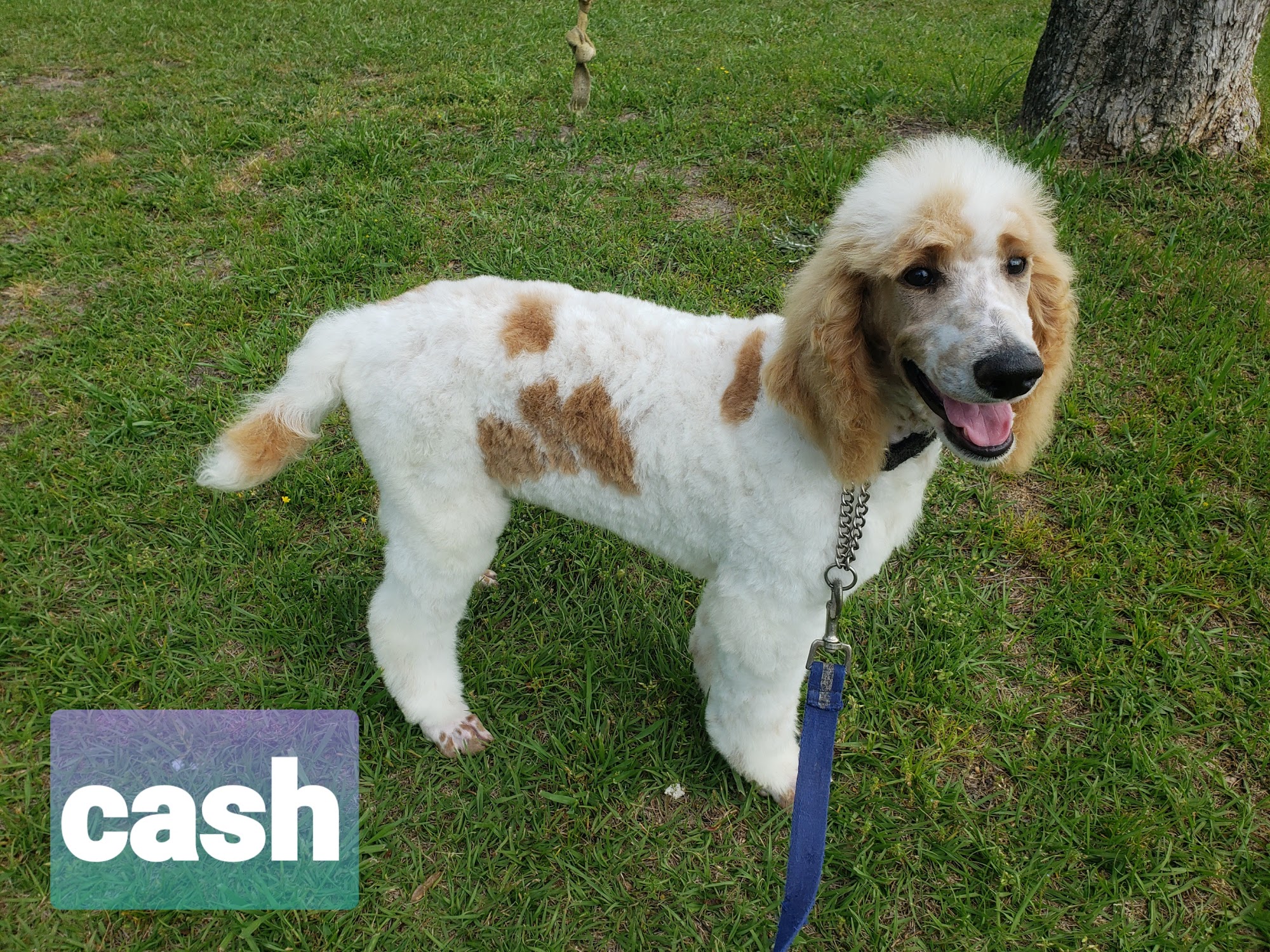 TUCKERS DOODLES AND POODLES 3523 GA-88, Blythe Georgia 30805