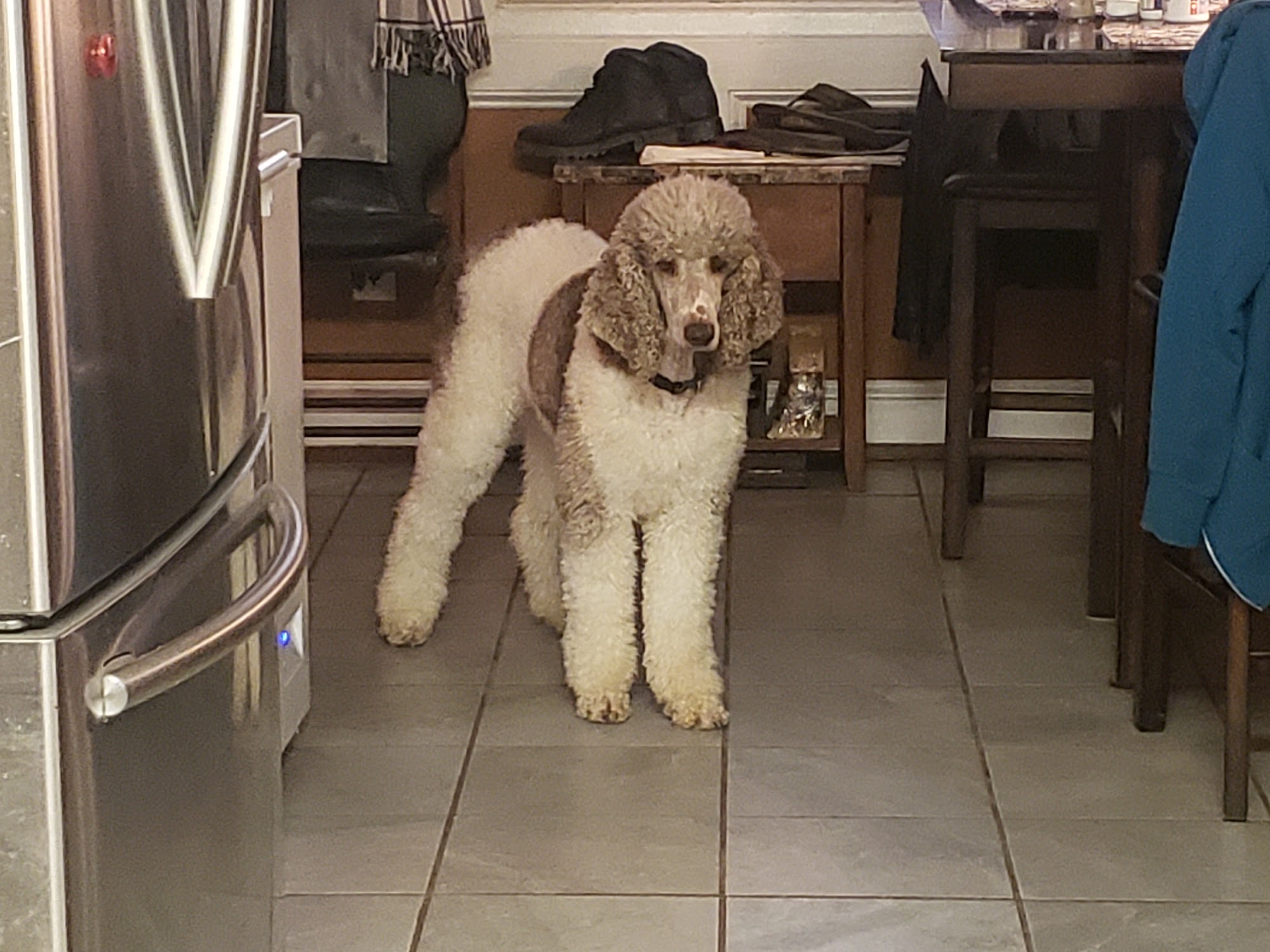 TUCKERS DOODLES AND POODLES