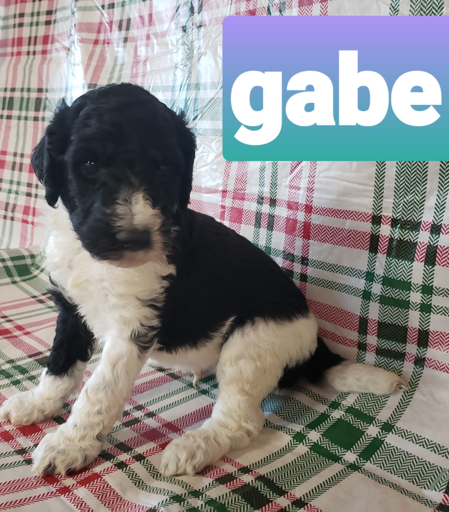 TUCKERS DOODLES AND POODLES