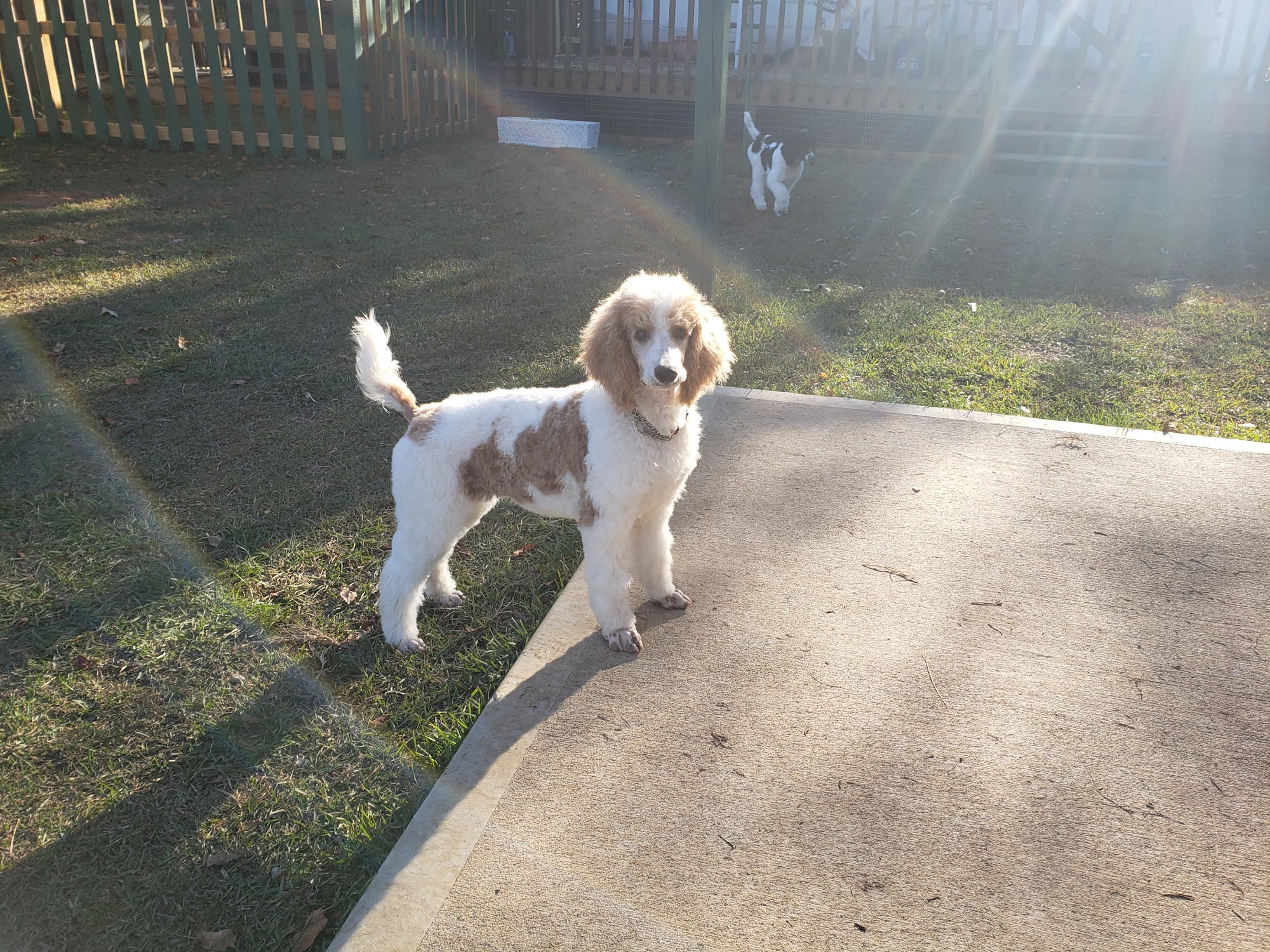 TUCKERS DOODLES AND POODLES