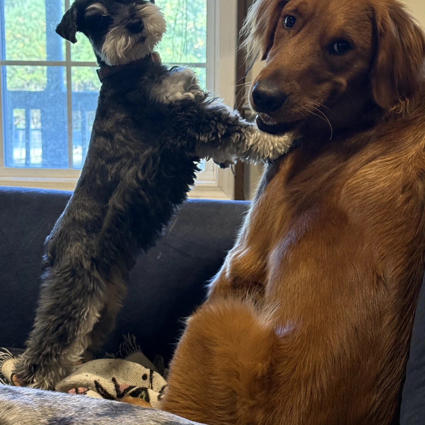Waggin Tails Bogart