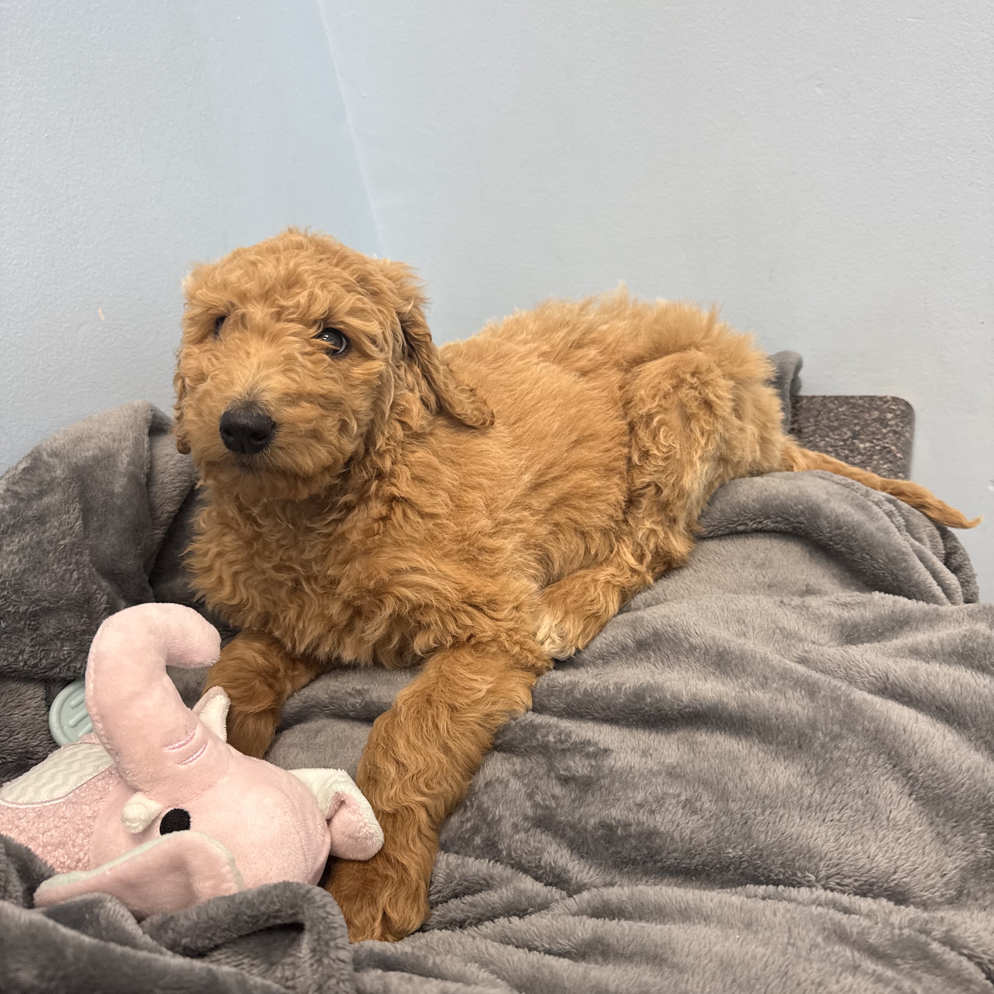 Critter Fixer Veterinary Hospital Bonaire