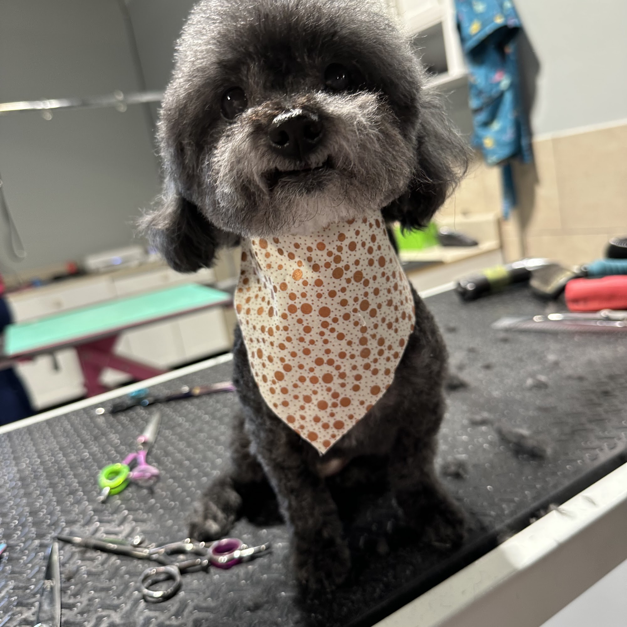 Blossom's Grooming Salon- Bonaire Bonaire