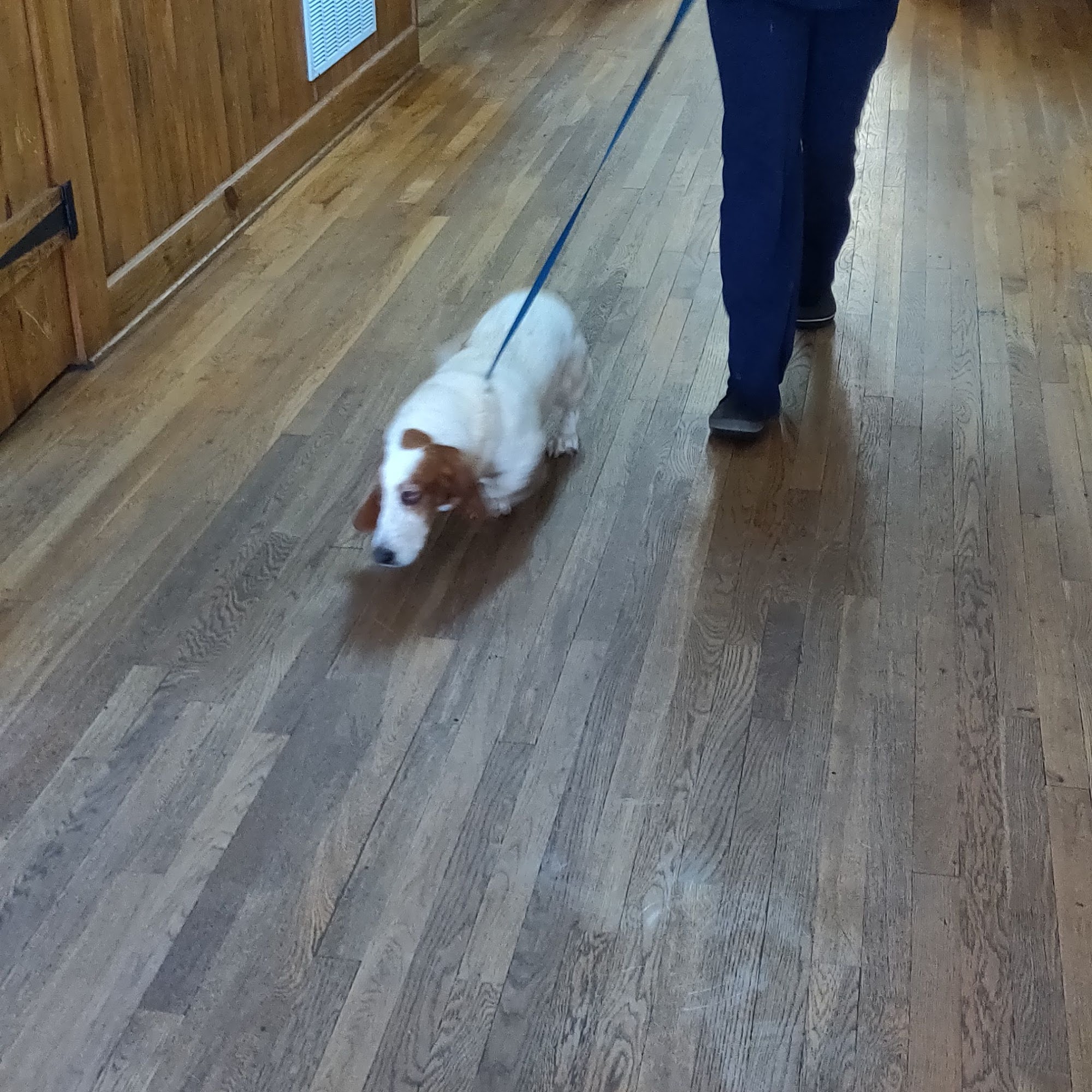 Bowdon Animal Hospital Bowdon