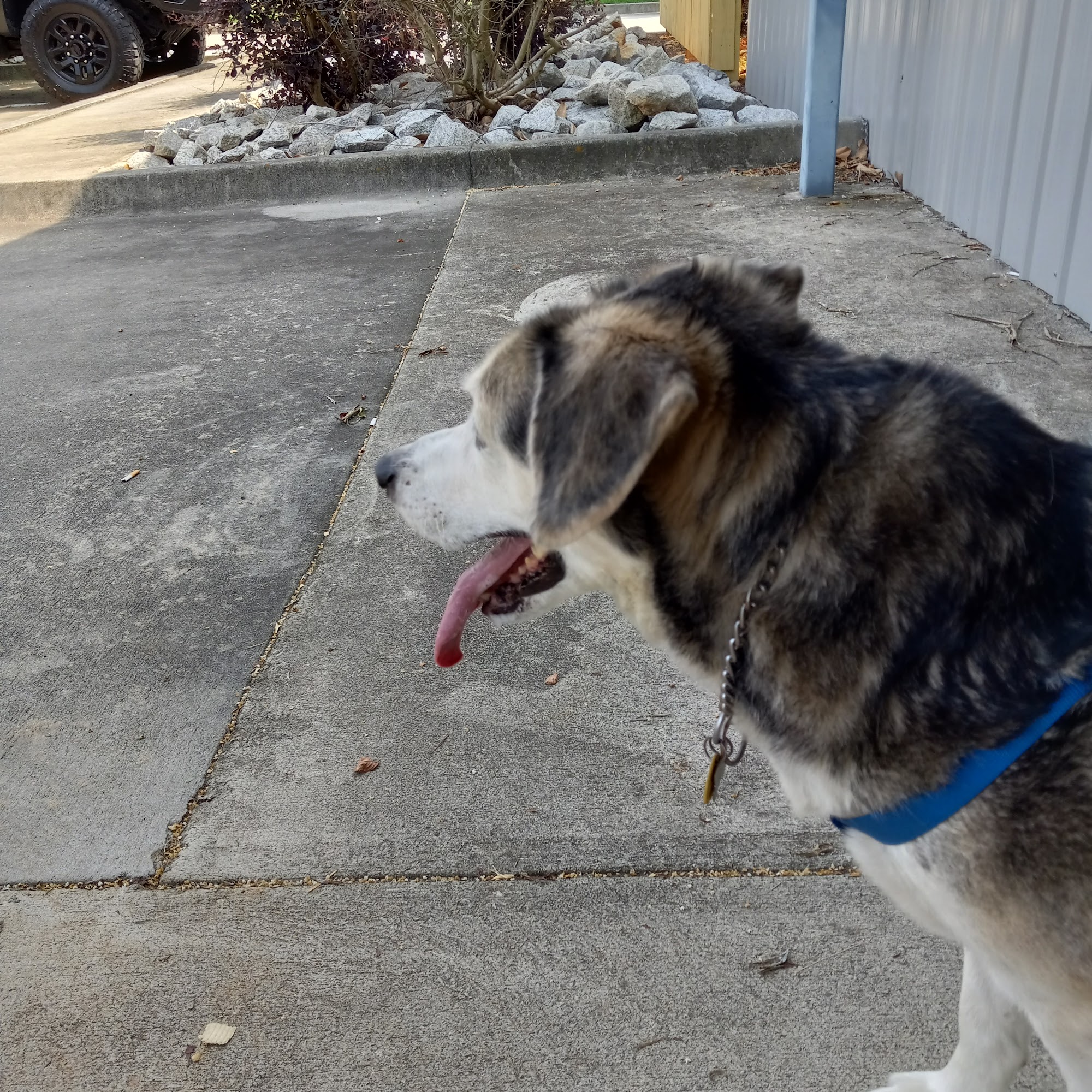 Southland Veterinary Services PC Bowdon