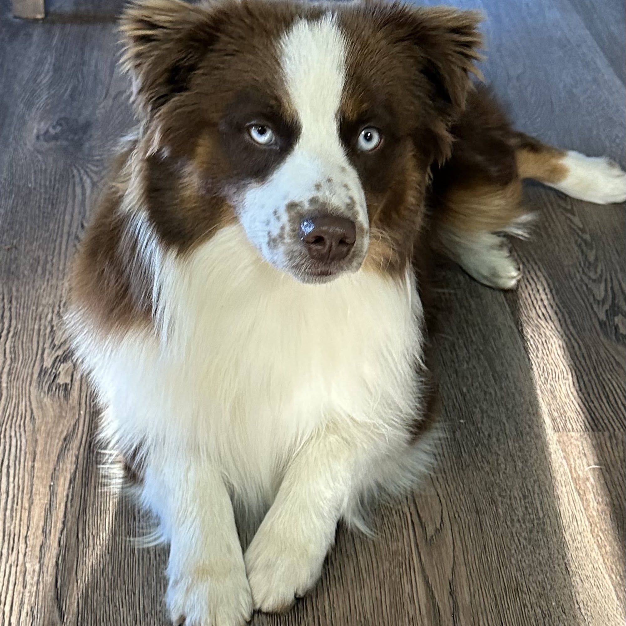 Ledbetter Aussie Farm Bowdon
