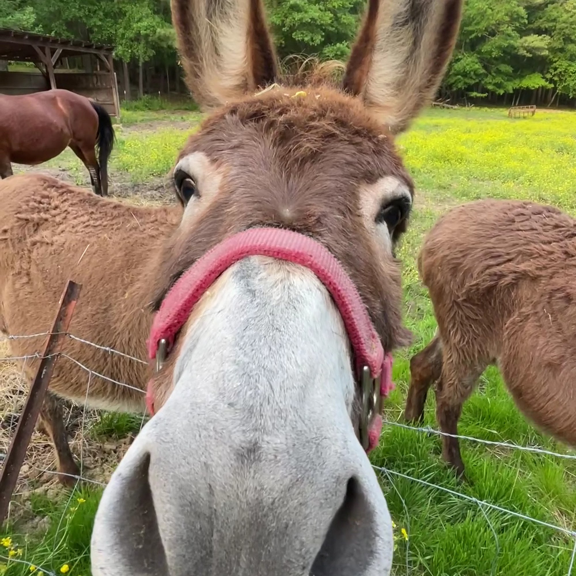 Braselton Animal Hospital Braselton