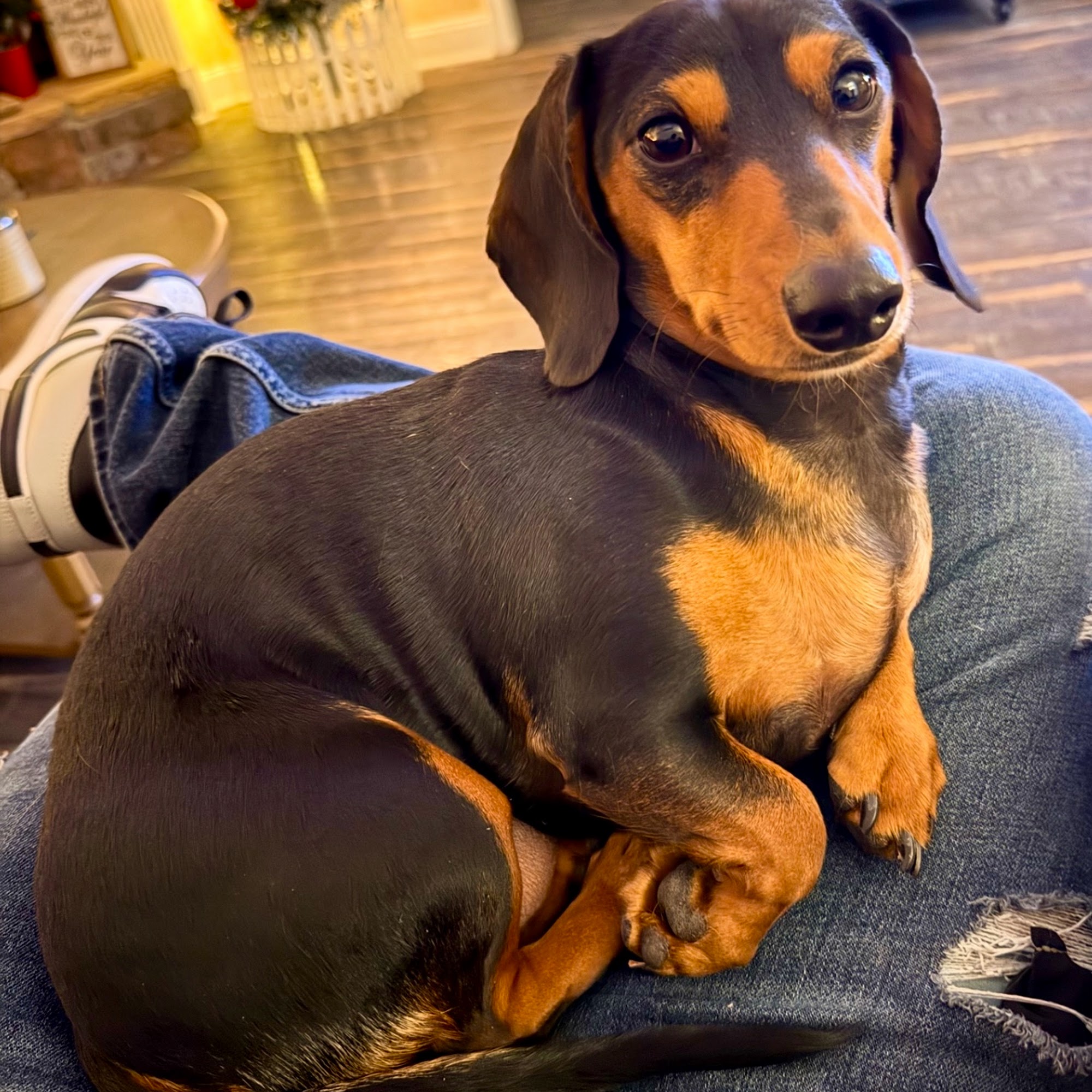 Animal Emergency Care of Braselton Braselton