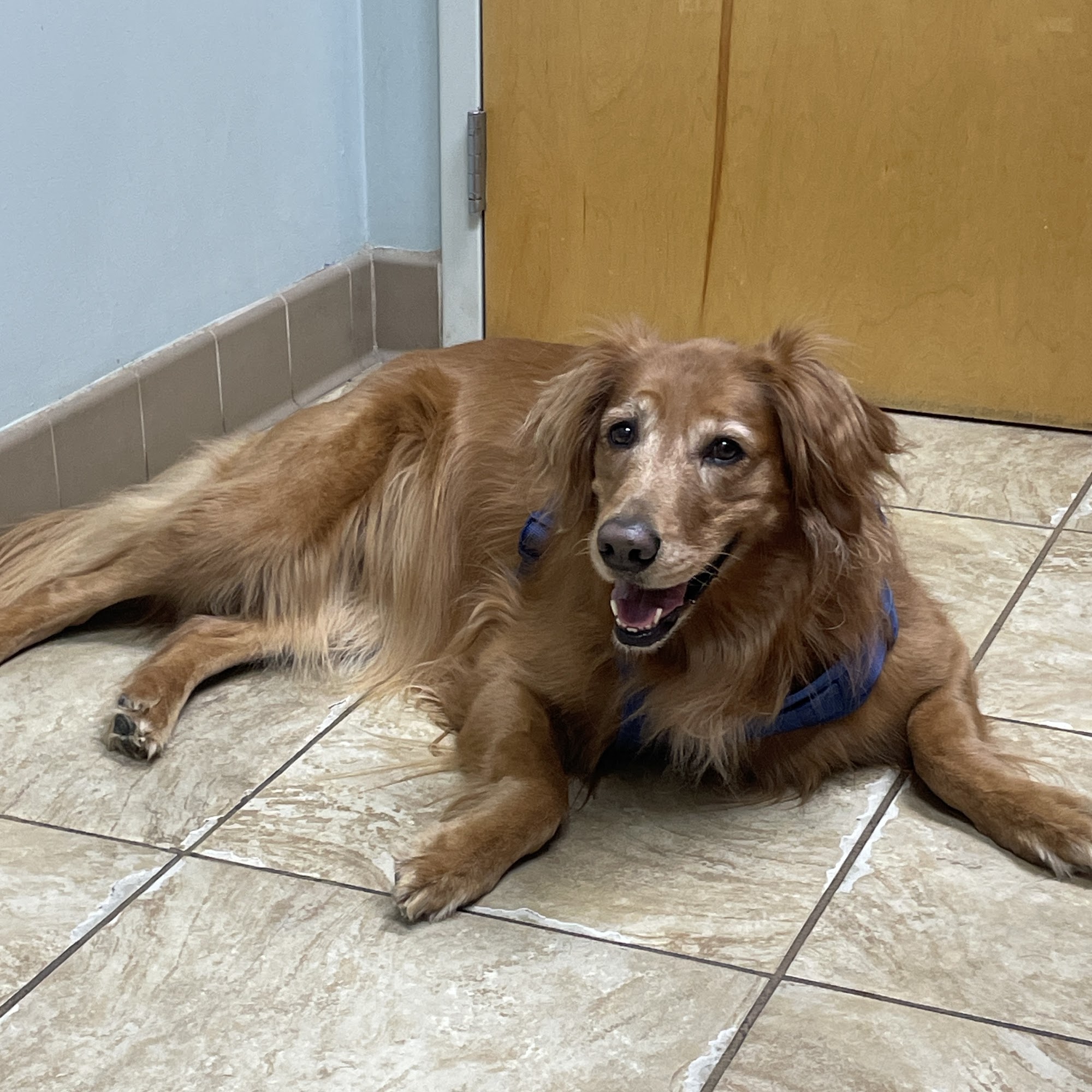 Best Friend Veterinary & Pet Lodge Braselton