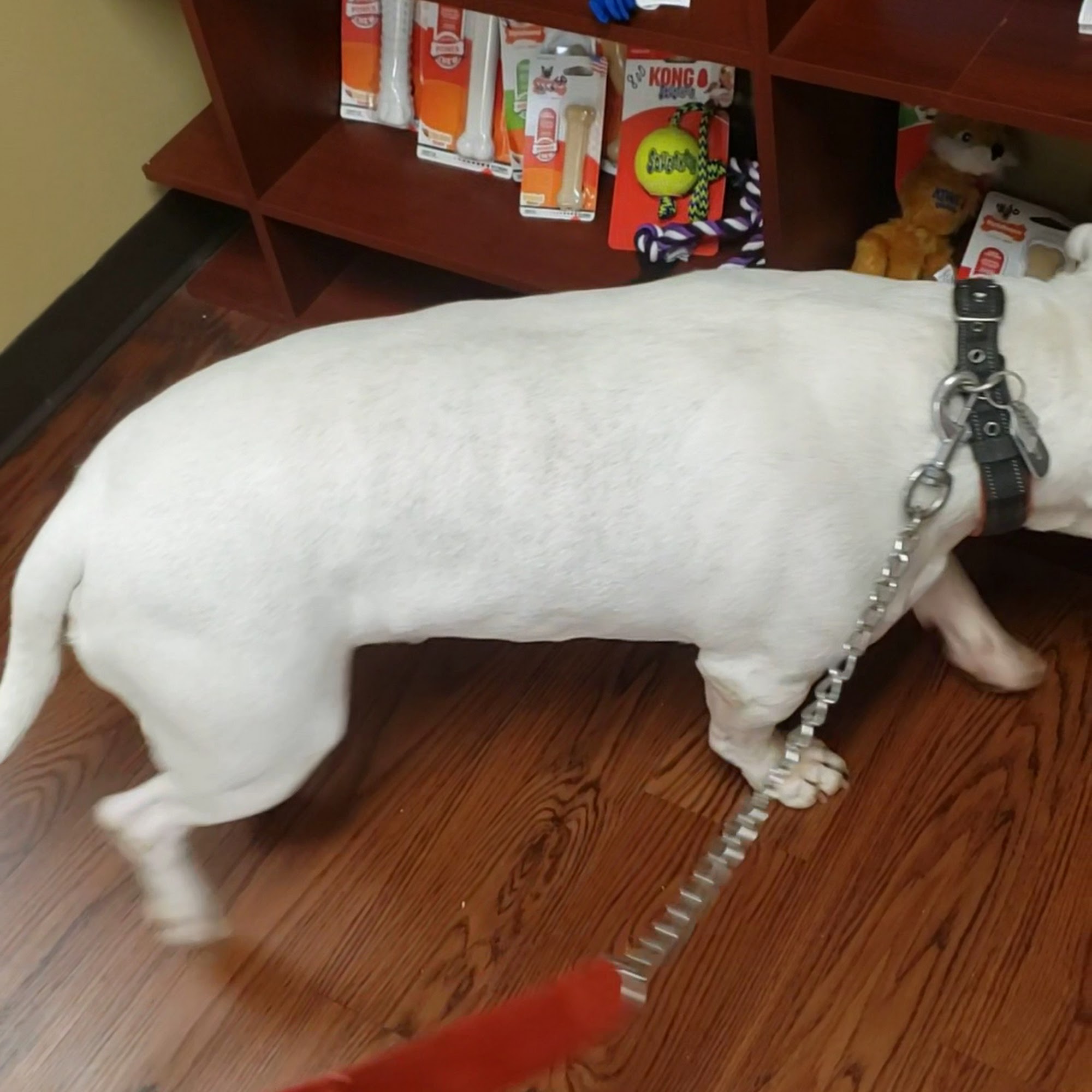 Chateau Animal Hospital Braselton