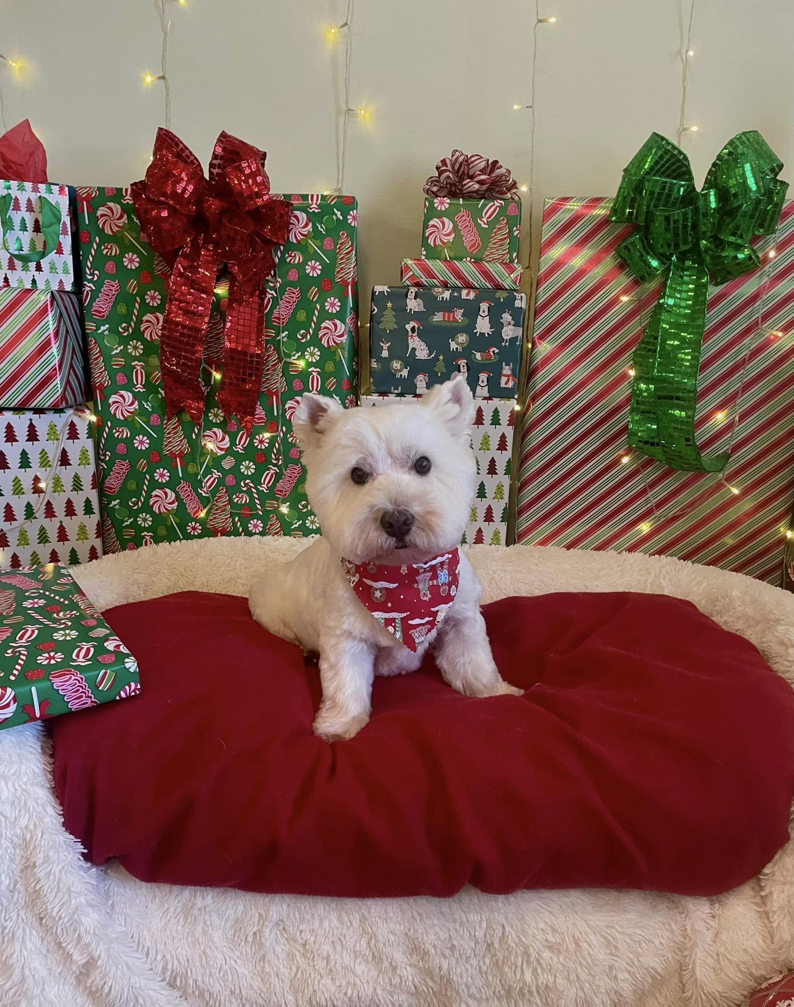 Paisley's Grooming Braselton