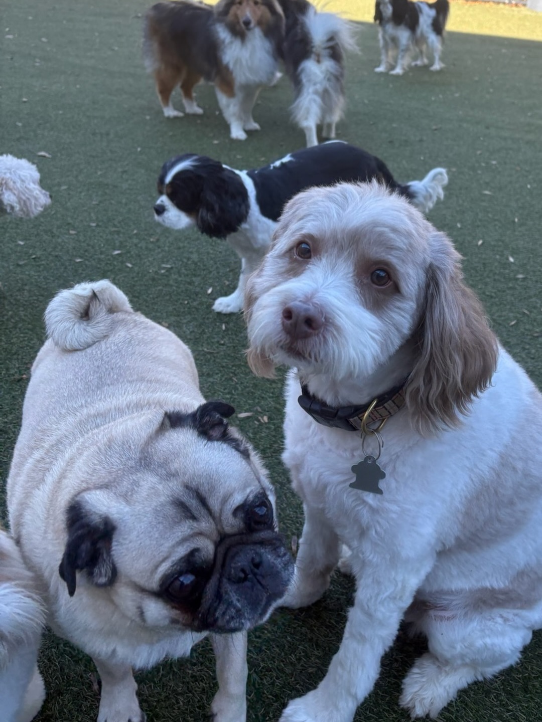 OUR HOUSE - Braselton Braselton