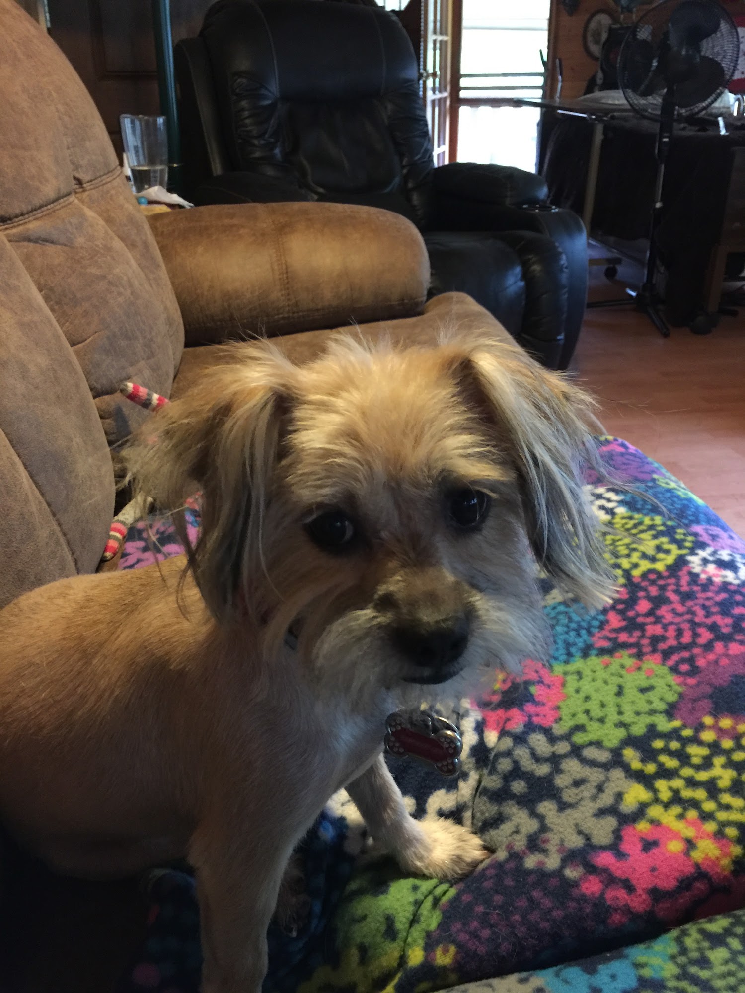 Prissy Paws Pet Salon Bremen